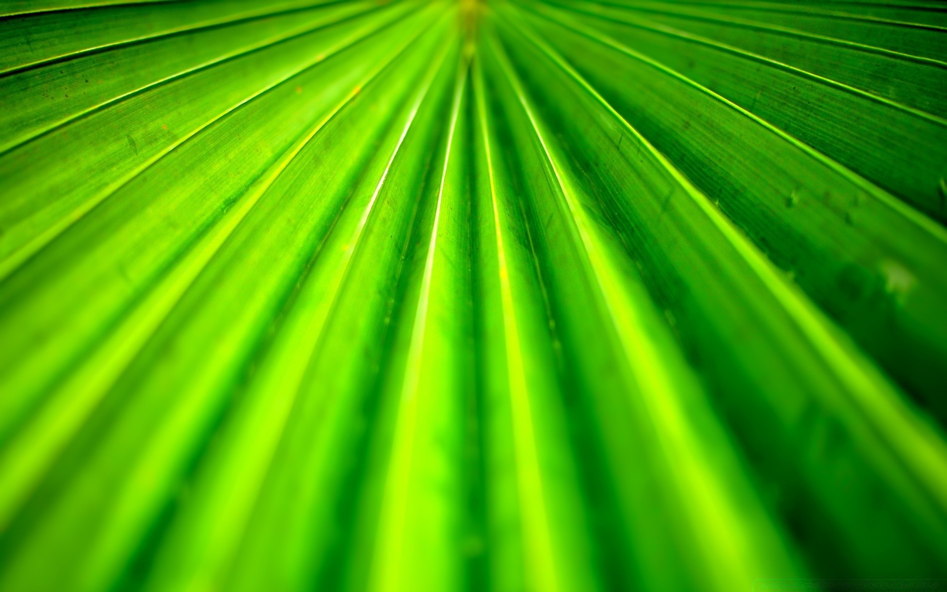 piante foglia lussureggiante flora crescita natura tropicale estate luminoso palma desktop ecologia giardino frond astratto