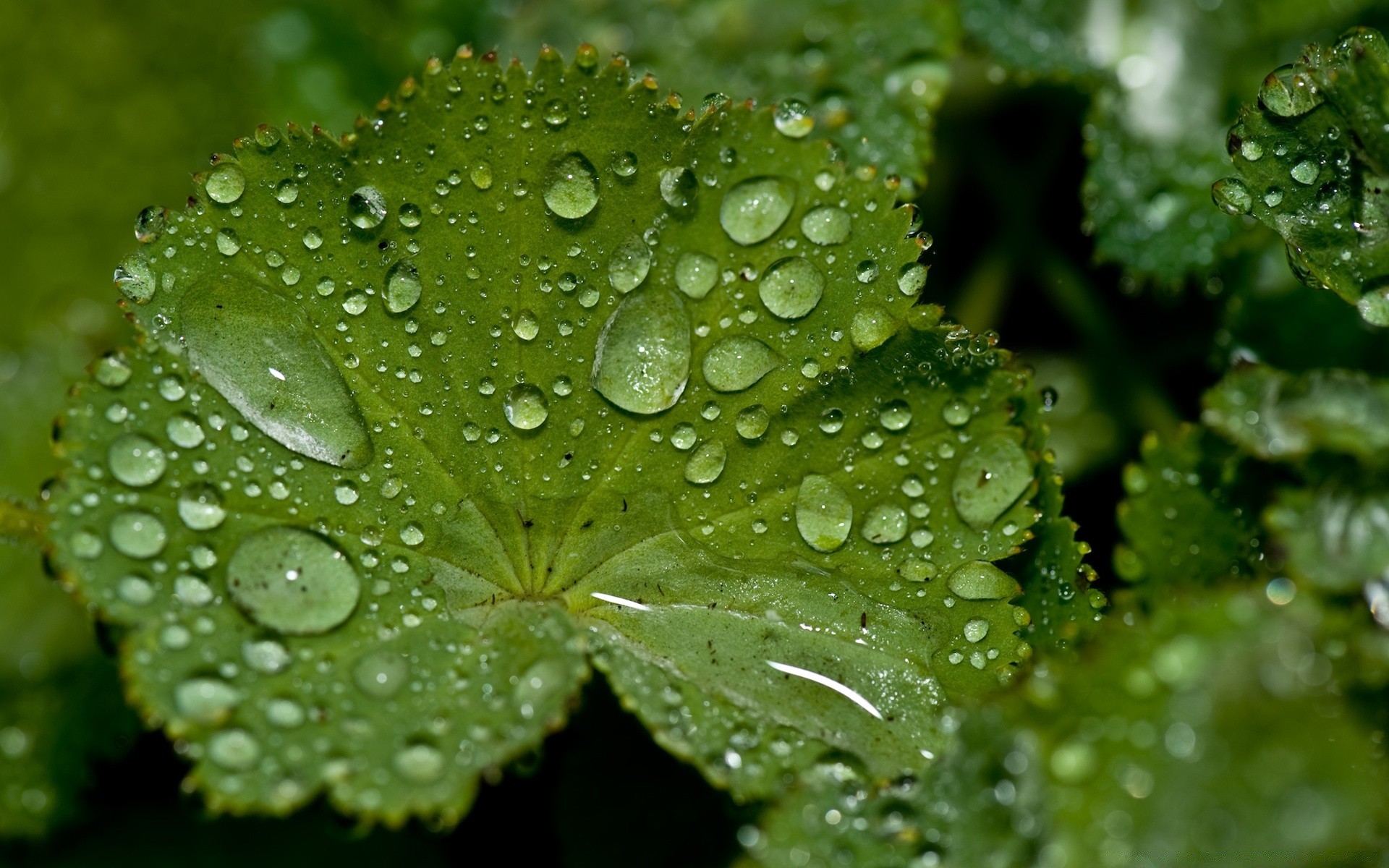 goccioline e acqua pioggia foglia rugiada goccia flora natura bagnato ambiente crescita gocce pulizia close-up freschezza giardino acqua