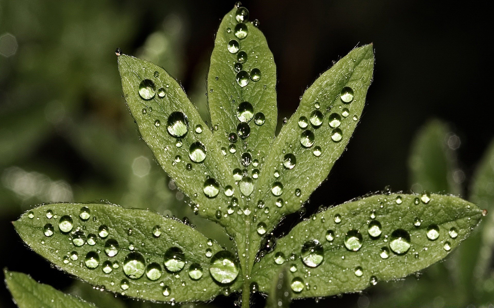 gouttelettes d eau rosée pluie feuille chute nature flore propreté humide gouttes gouttes environnement croissance eau herbe à l extérieur