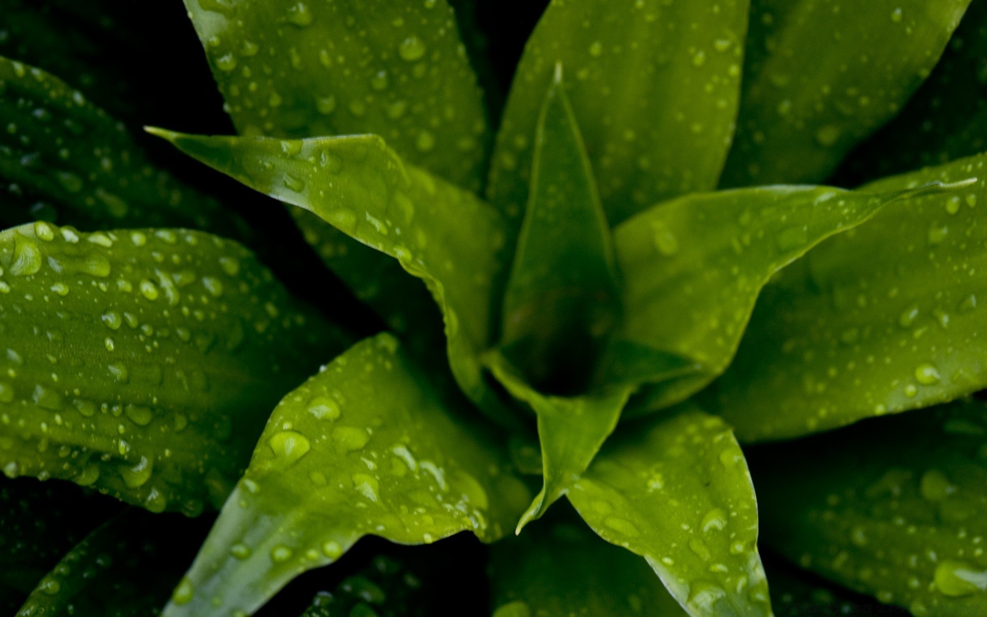 plantes feuille pluie flore goutte rosée nature eau humide cactus croissance propreté à base de plantes gouttes aloès luxuriante lumière jardin