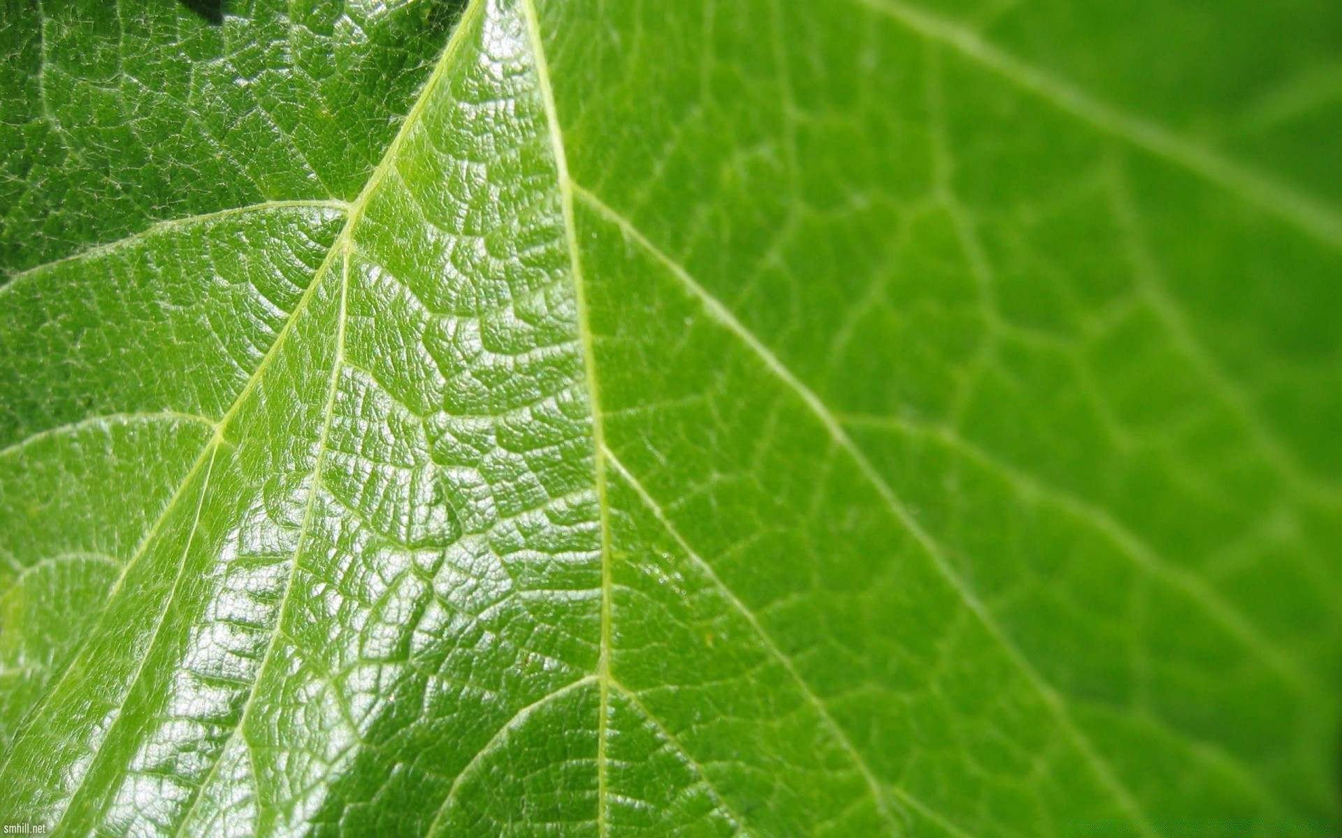 piante foglia flora natura rugiada crescita pioggia caduta ecologia bagnato giardino ambiente vene gocce fotosintesi ambiente