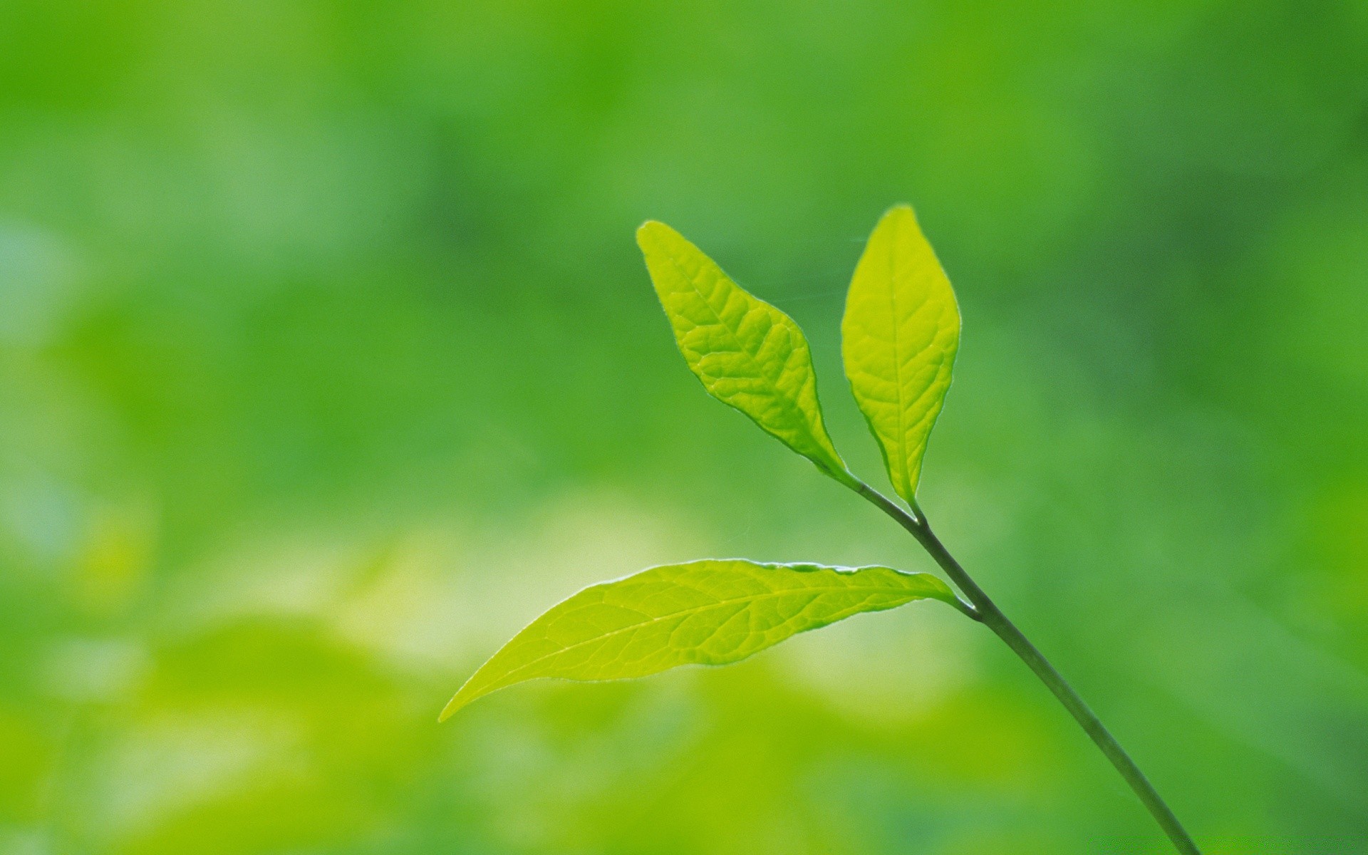 plantas hoja crecimiento naturaleza flora ecología verano exuberante brillante ambiente buen tiempo al aire libre