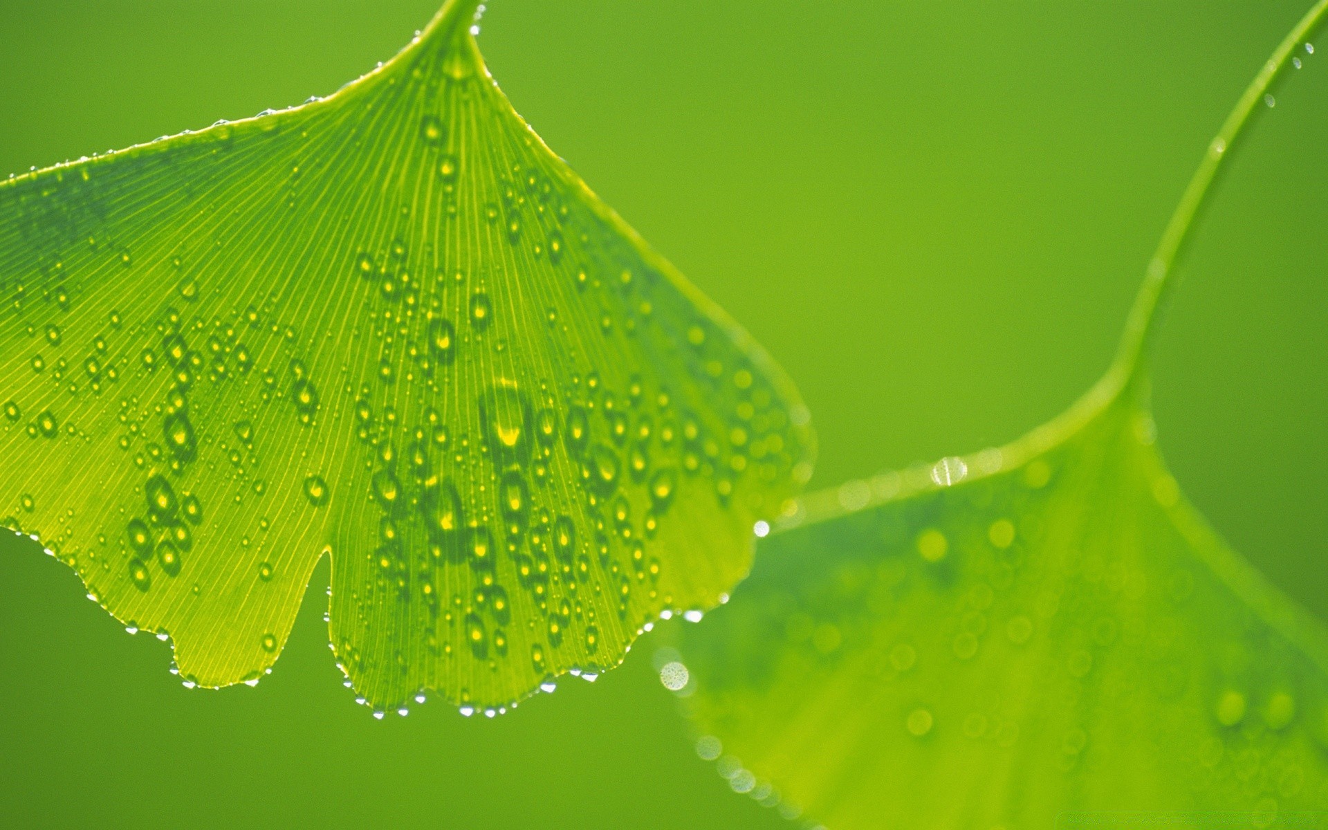 pflanzen tau regen tropfen blatt tropfen flora tropfen natur wasser nass sauber frische wachstum garten hell sauber wassertropfen sommer farbe