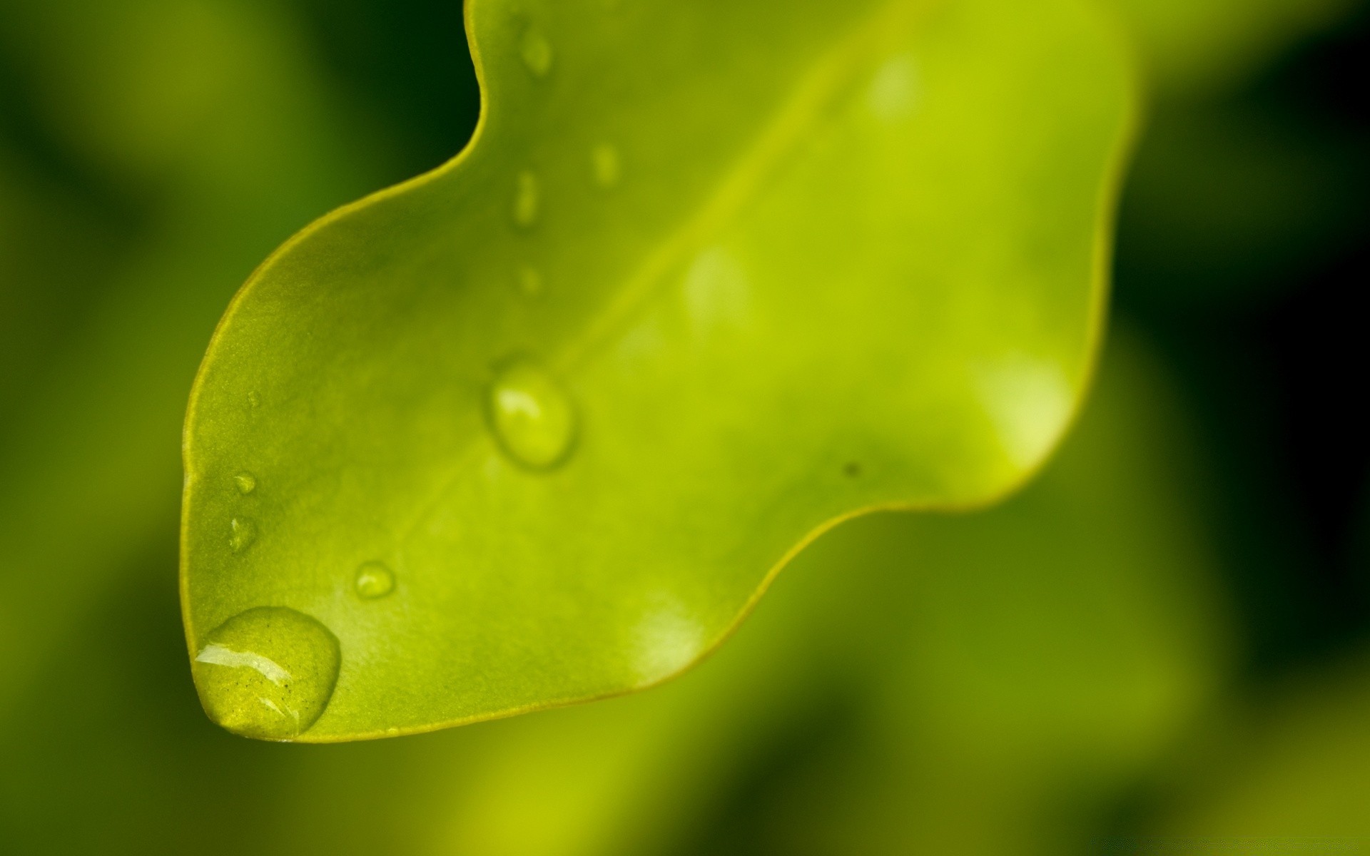 droplets and water rain dew nature drop wet leaf water flora droplet garden growth raindrop bright color close-up purity freshness husk