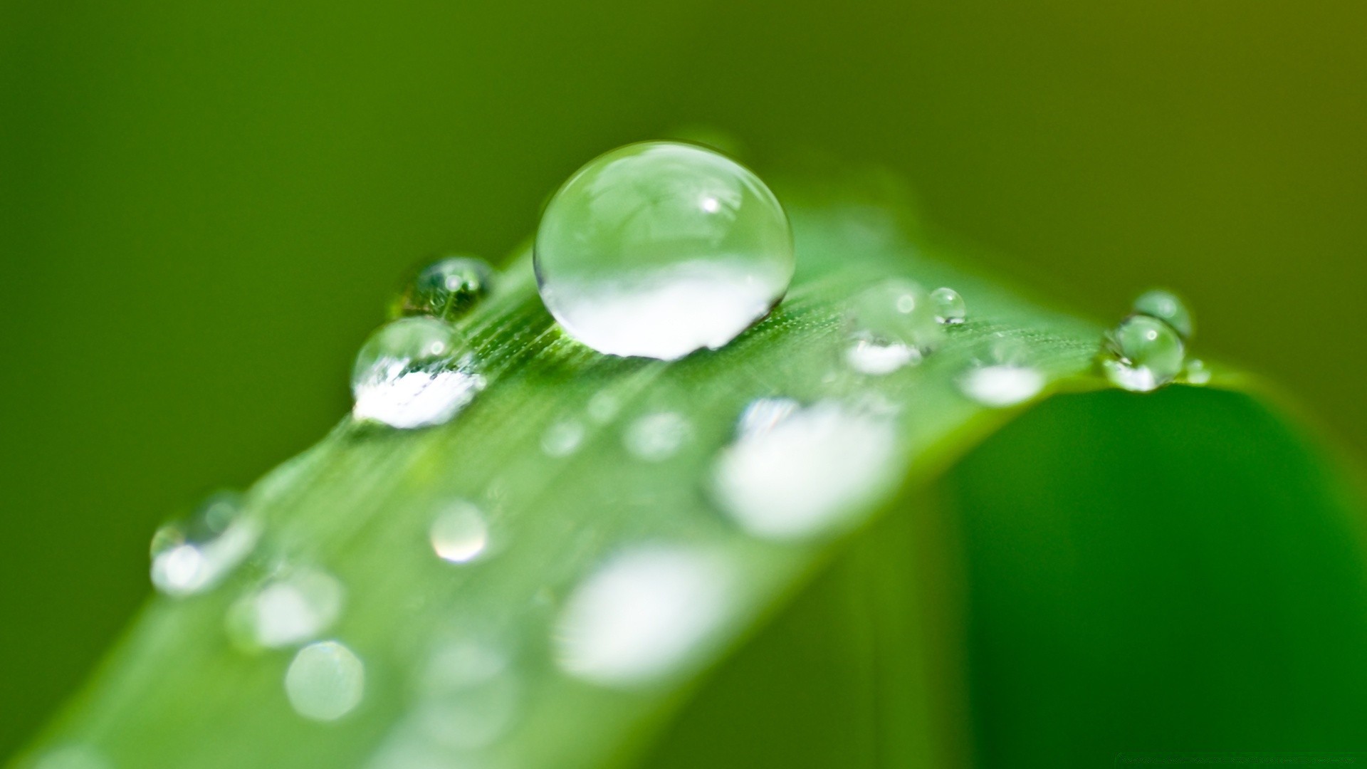 gotículas e água orvalho chuva queda gotas molhado limpo água gotas folha líquido limpo vertedouro flora frescura meio bolha limpo claro