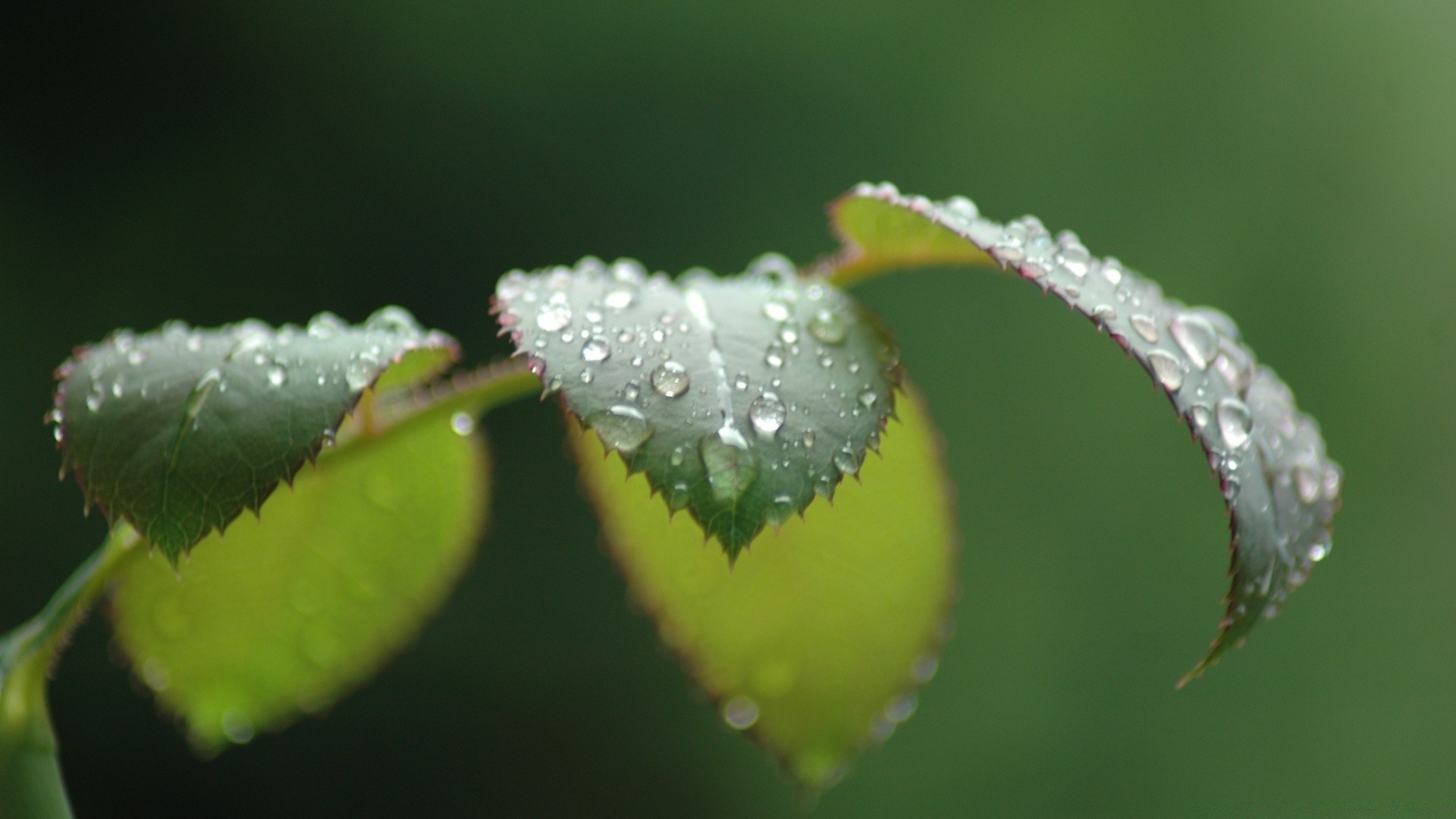 goccioline e acqua natura foglia rugiada pioggia goccia flora insetto acqua all aperto giardino close-up farfalla luce estate ragno gocce fiore ambiente vicino