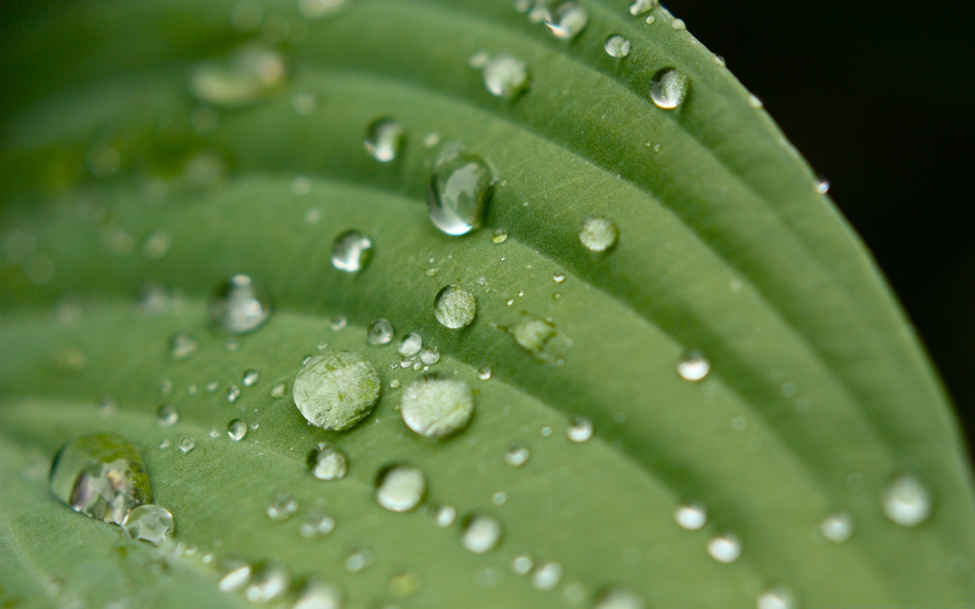 gotas y agua rocío lluvia gota gotas mojado gotas hoja agua flora pureza líquido crecimiento limpio gota de agua frescura medio ambiente limpio jardín