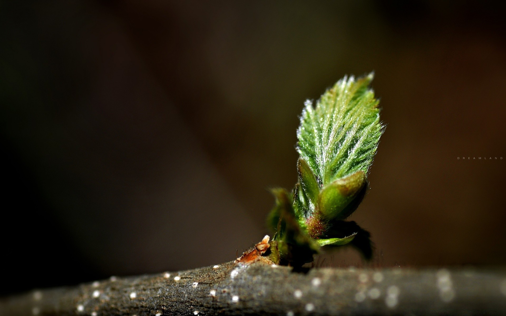 rośliny natura liść rozmycie drzewo na zewnątrz mało deszcz flora zima wzrost owad