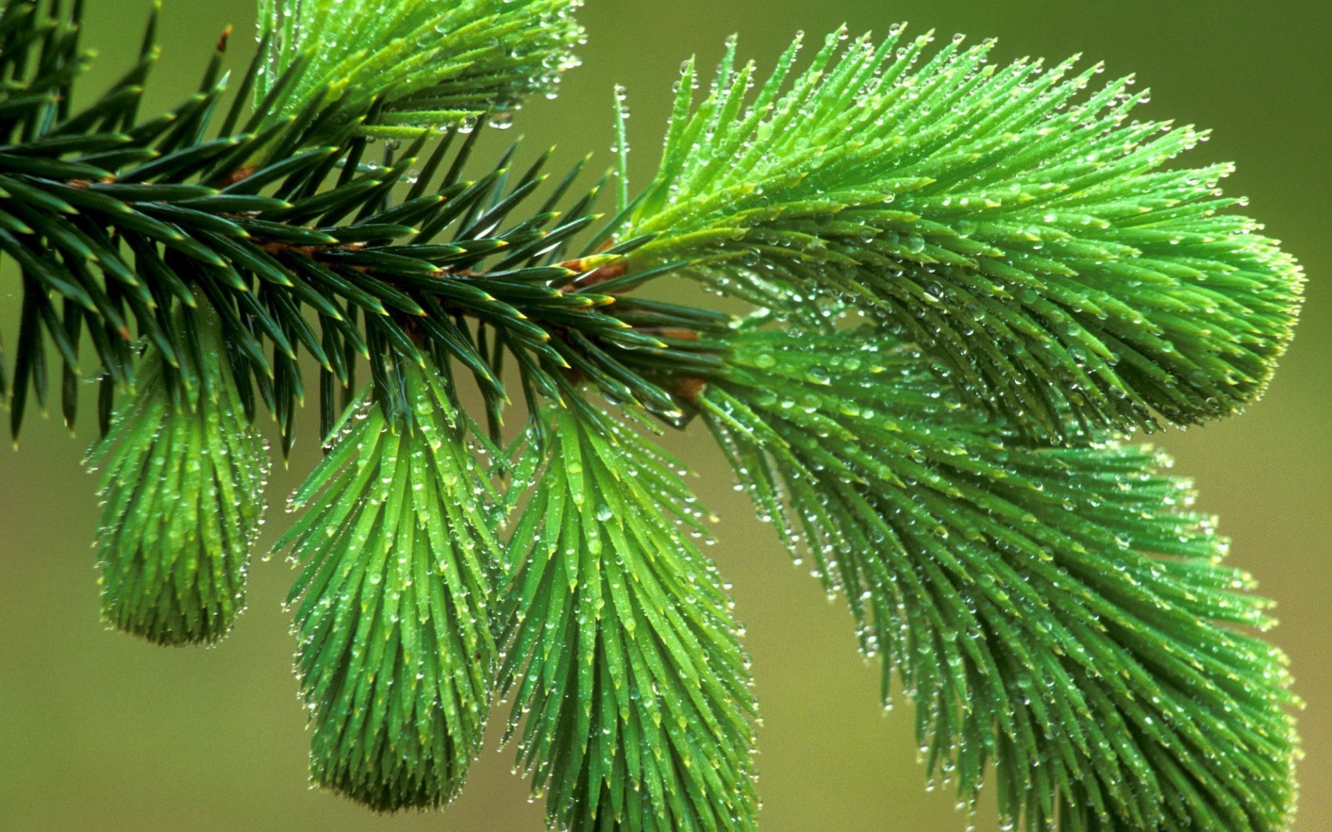 plants nature conifer tree branch evergreen needle outdoors flora leaf fir spruce