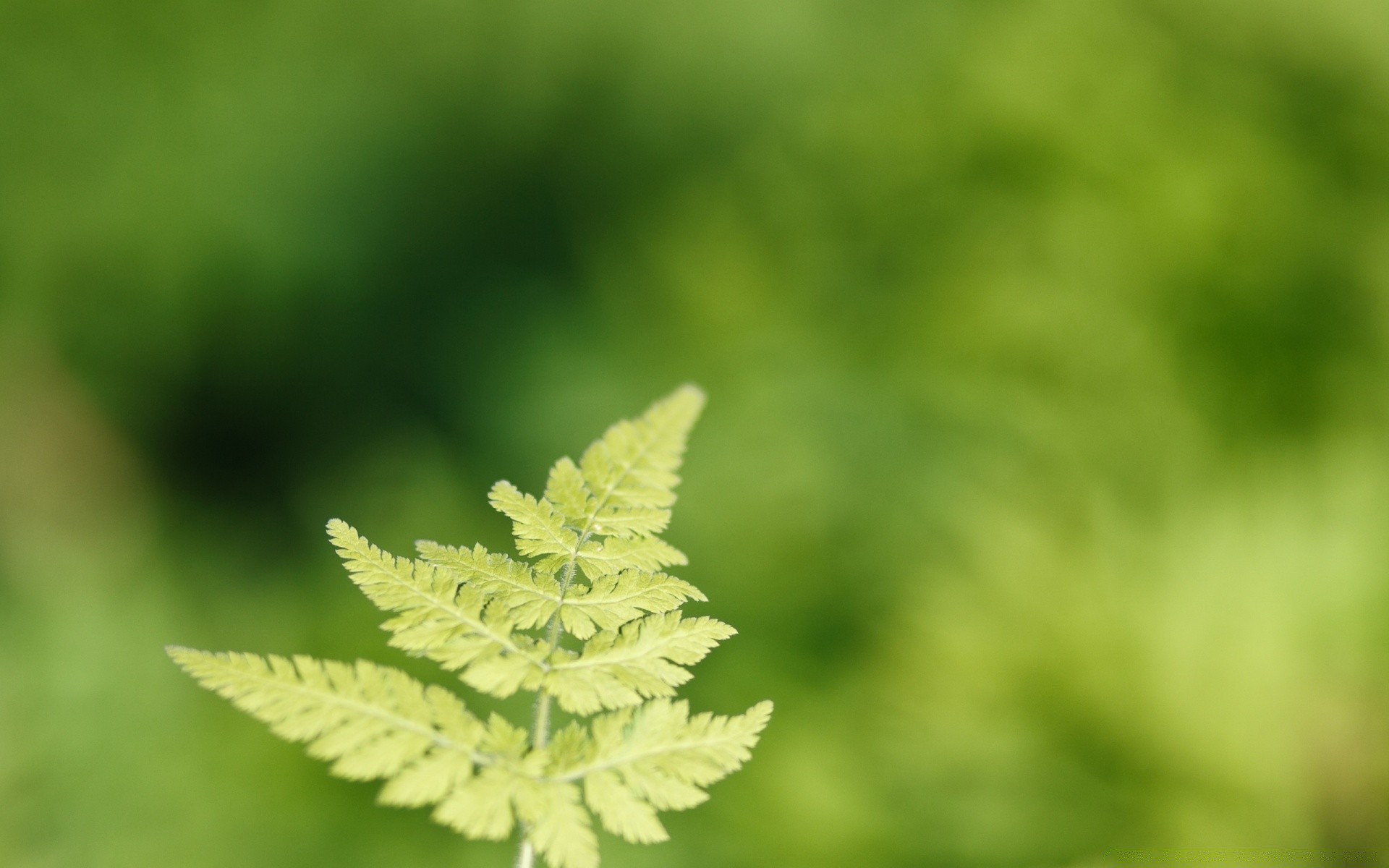 bitkiler yaprak doğa büyüme flora yaz çimen açık havada parlak yemyeşil bulanıklık