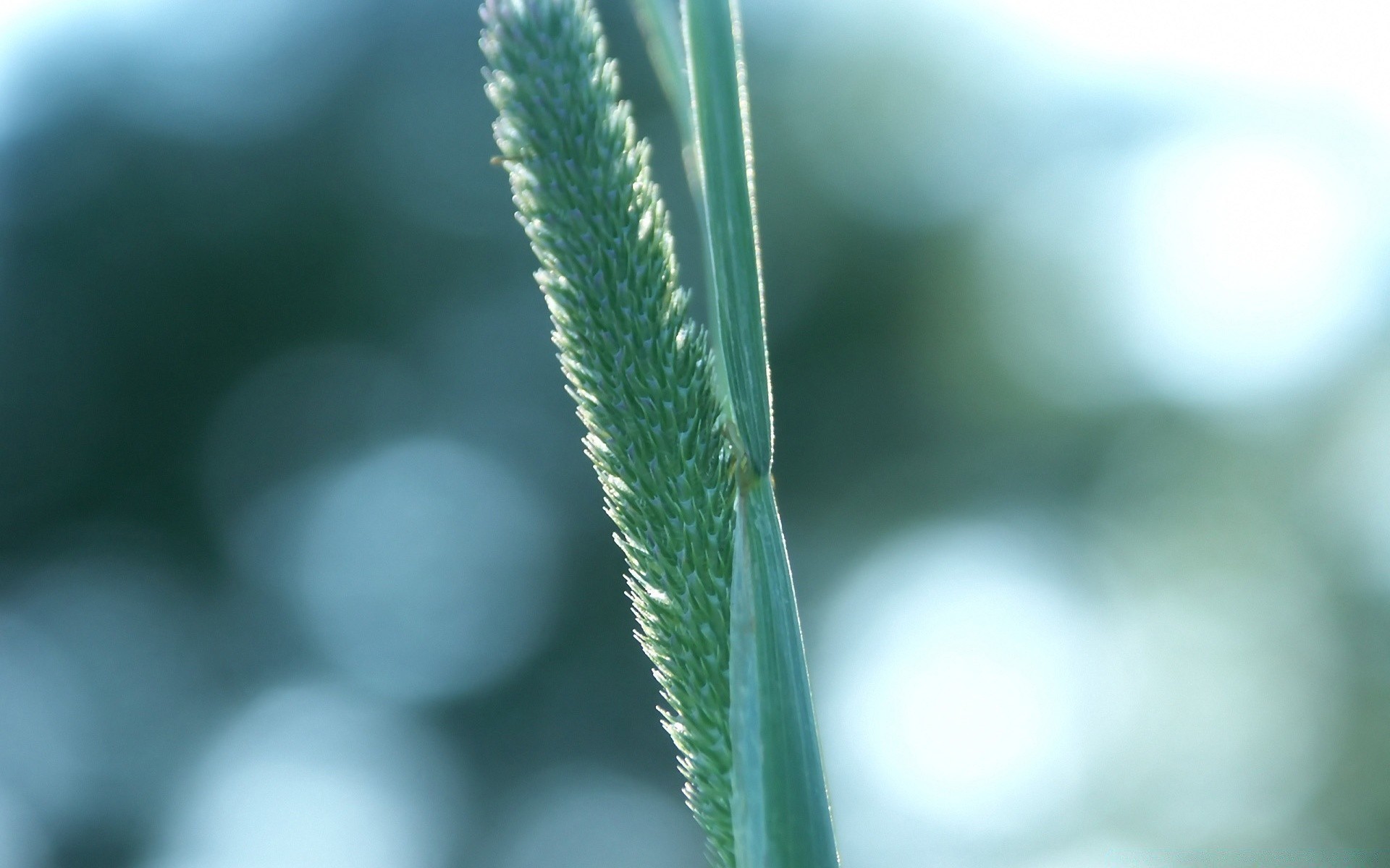 plantes nature feuille flore croissance dof à l extérieur chute flou gros plan jardin