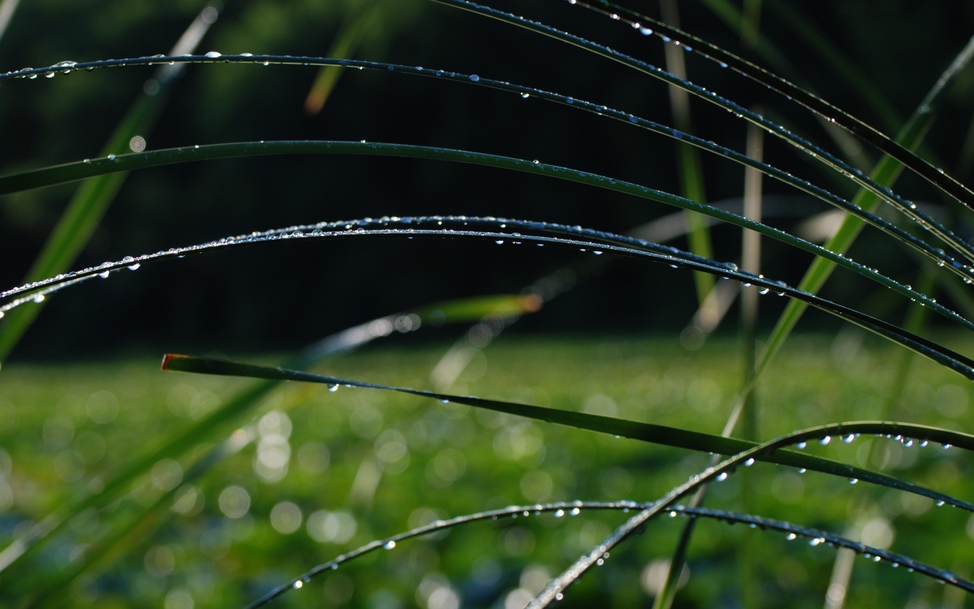 plants dew nature dawn rain grass drop leaf outdoors flora garden spider summer close-up water droplet wet close light desktop