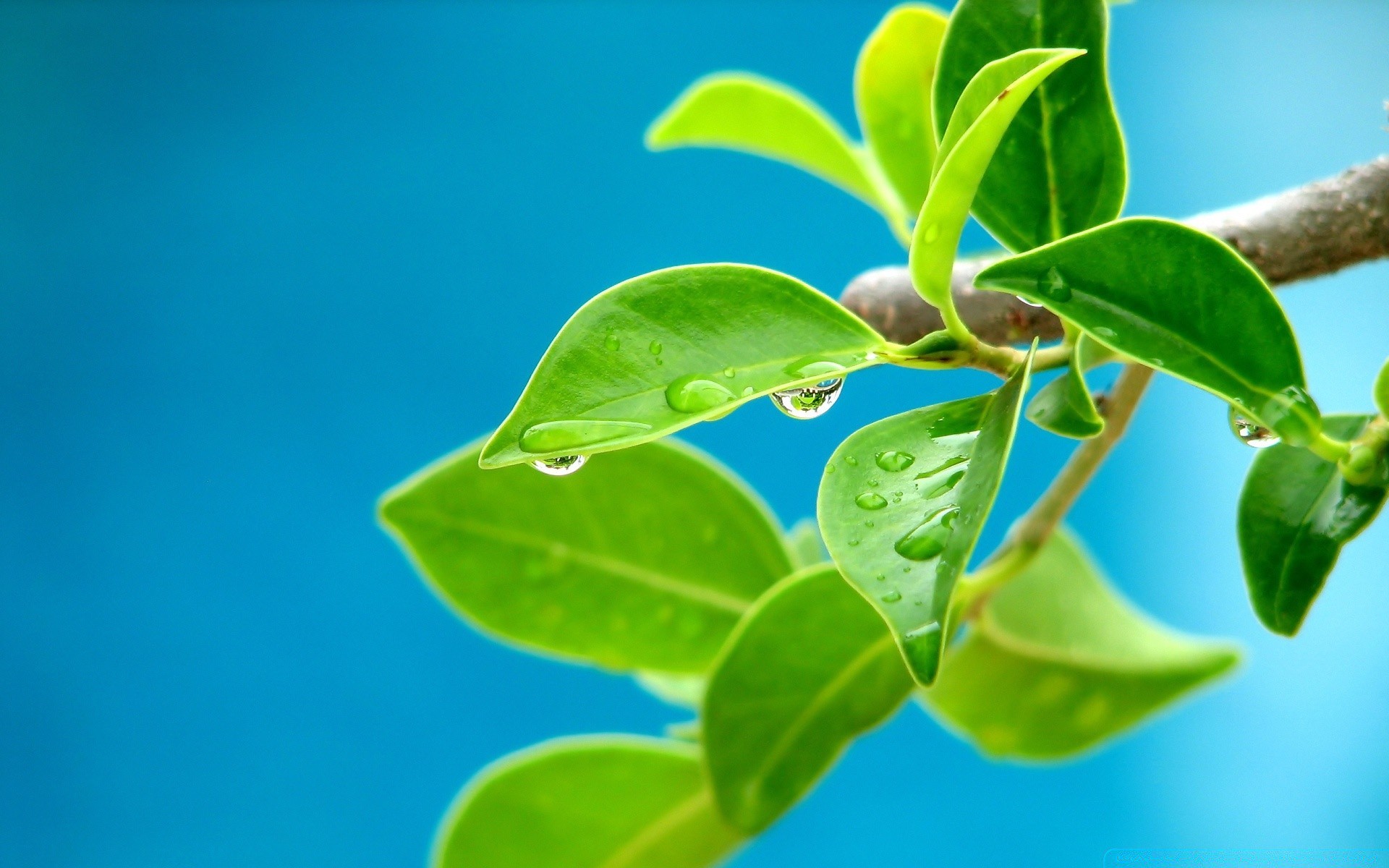 plants leaf flora nature growth freshness close-up summer purity desktop environment tree branch garden close bright