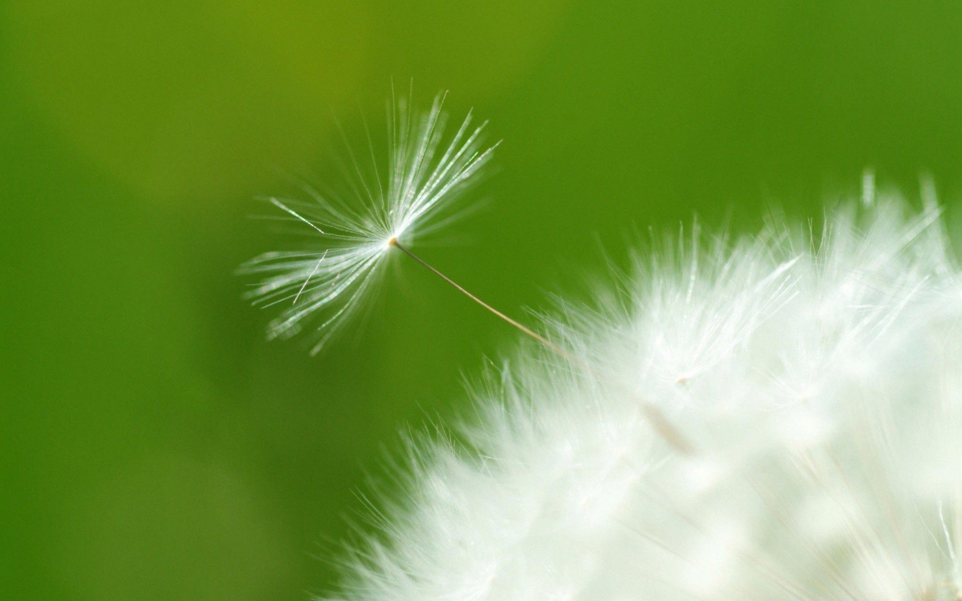 pflanzen natur löwenzahn flaumig sommer hell gras flora blatt unschärfe wachstum unkraut im freien sanft