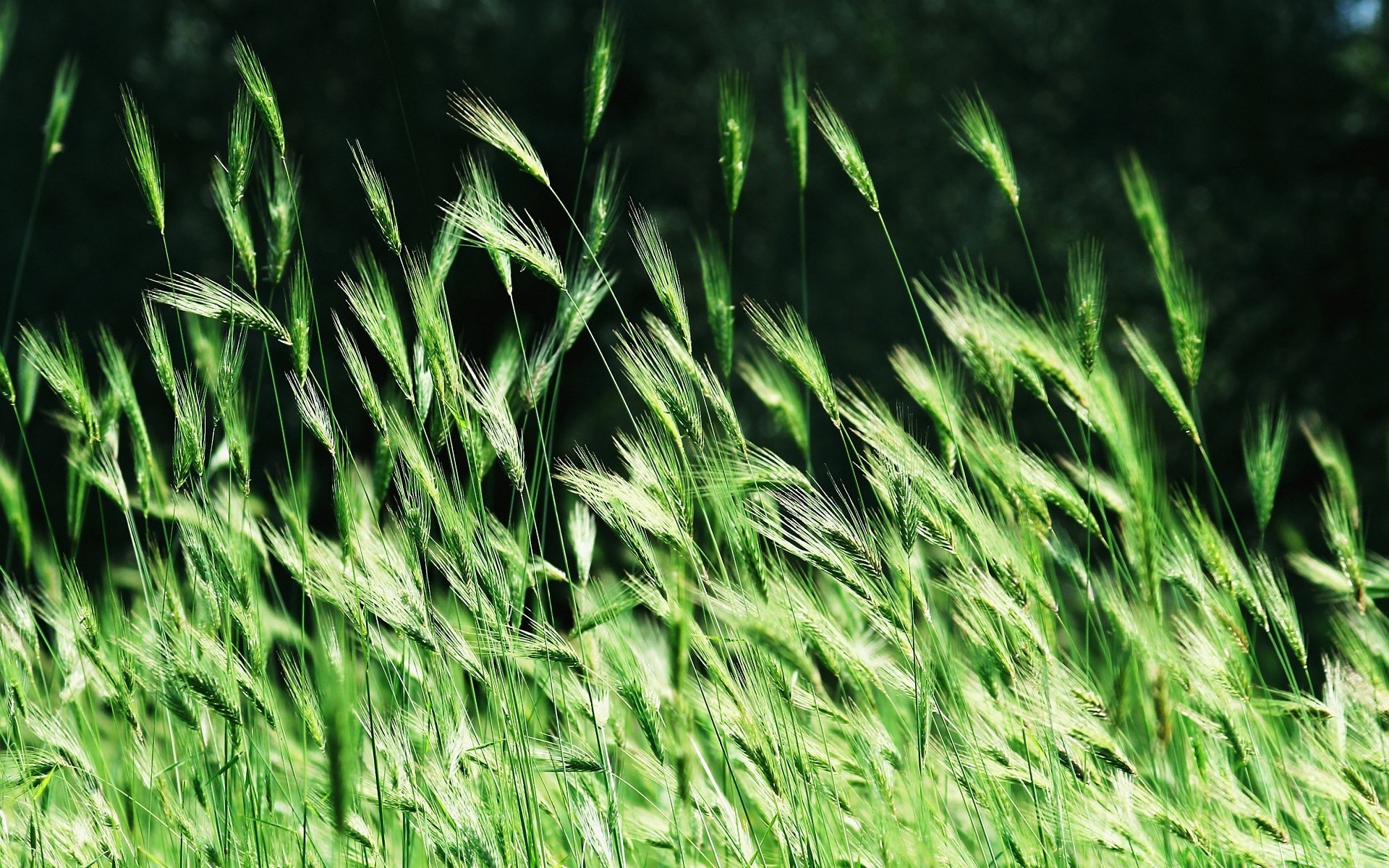 plantes croissance herbe champ flocons flore ferme pâturage blé rural été feuille agriculture nature foin luxuriante pelouse environnement récolte paille