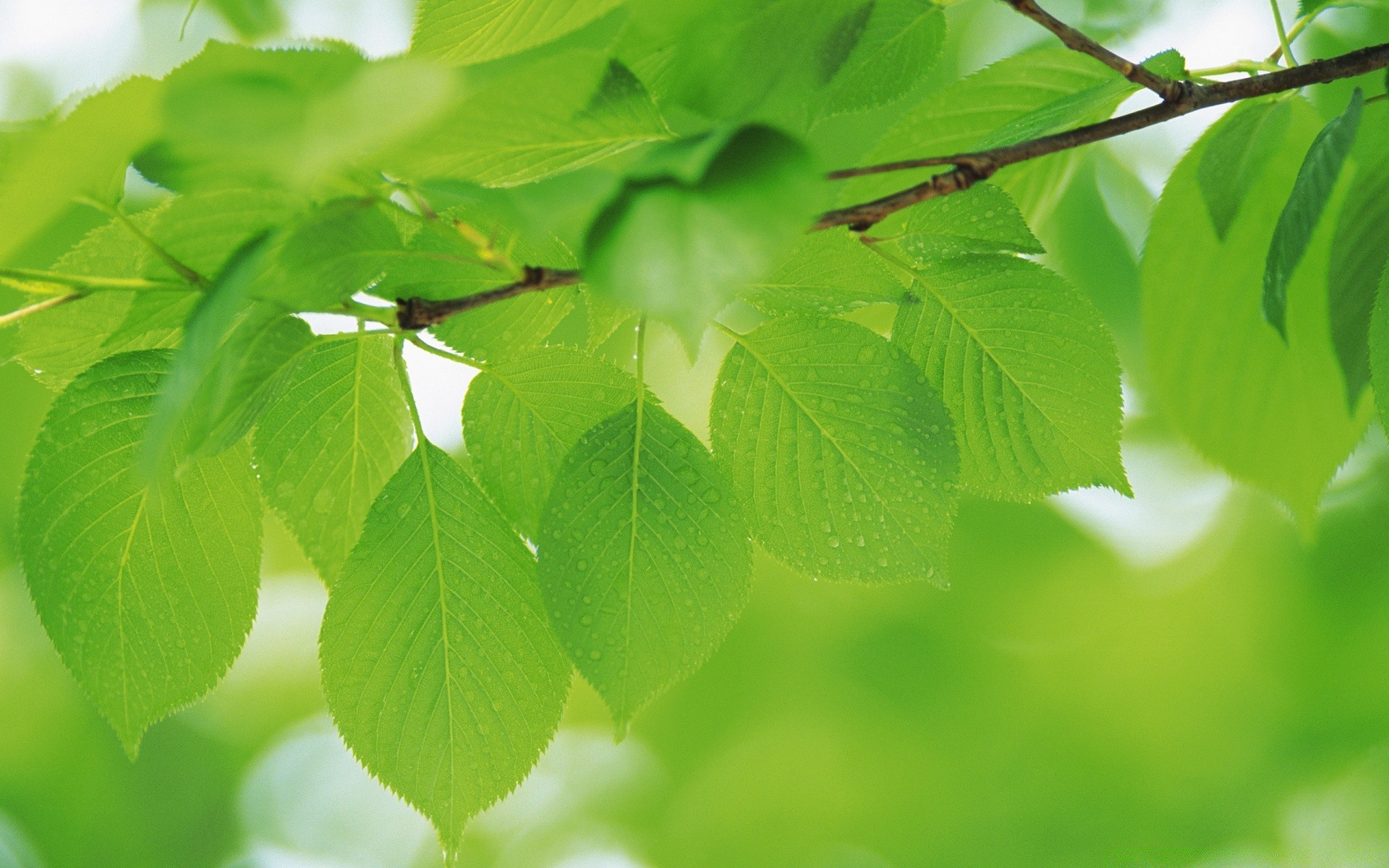 plantes feuille flore croissance nature luxuriante été environnement jardin fraîcheur ecologie lumineux arbre beau temps branche extérieur environnement pluie propreté