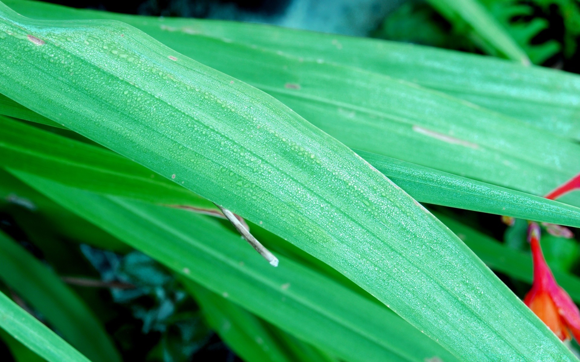 plantes feuille flore nature croissance jardin été pluie environnement couleur lumineux rosée bureau lumineux chute gros plan herbe fraîcheur botanique