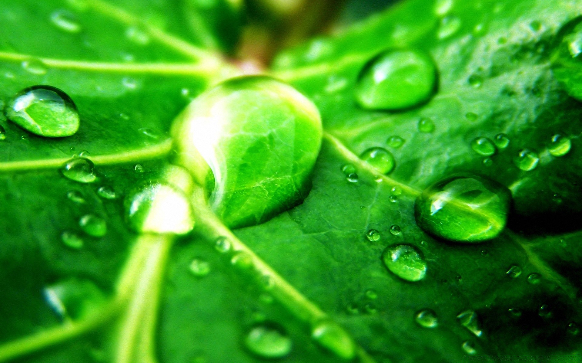 gouttelettes d eau goutte rosée feuille humide gouttes fraîcheur pluie flore eau propreté propre liquide gros plan gouttes croissance à proximité en bonne santé clair santé