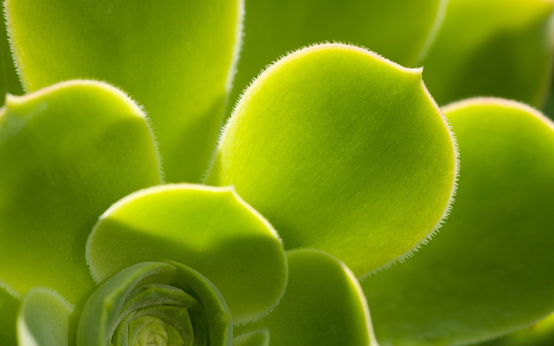 plantas flora folha natureza crescimento jardim desktop close-up cacto próximo suculenta cor botânico isolado