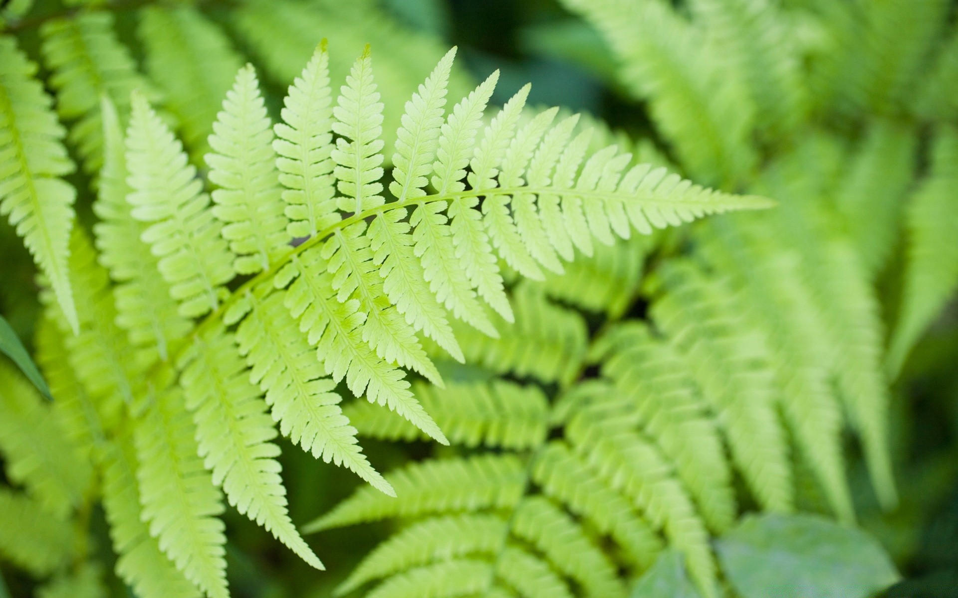 plantas folha natureza crescimento flora verão exuberante ao ar livre ecologia chuva fern pureza grama