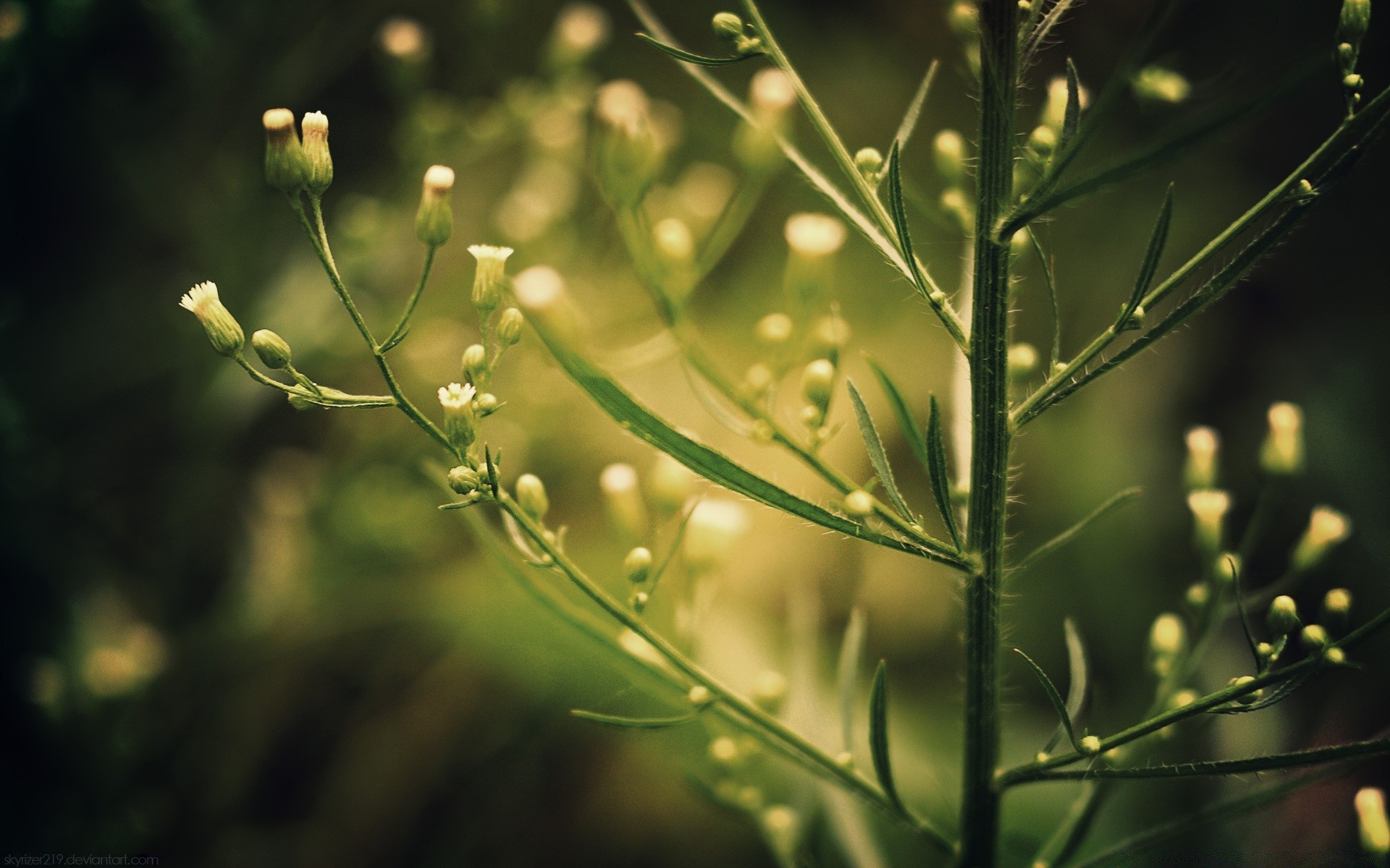 plantas natureza flora folha flor verão jardim close-up cor ambiente crescimento chuva ao ar livre grama orvalho brilhante frescor luz campo