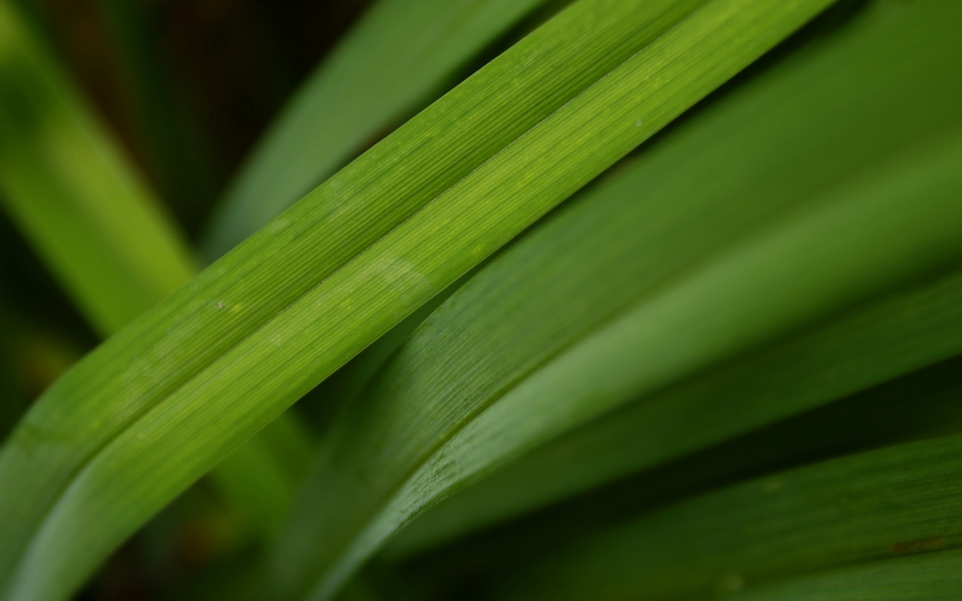 plantes feuille flore croissance jardin nature pluie luxuriante herbe chute rosée environnement lame été