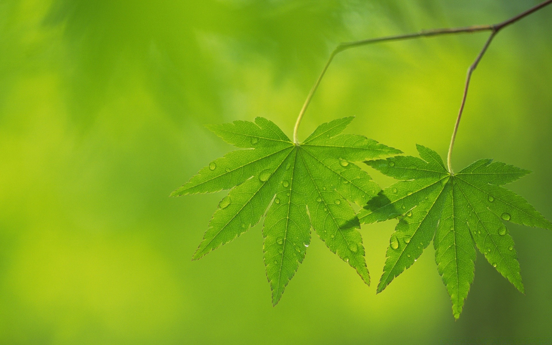 pflanzen blatt flora natur umwelt üppig garten wachstum sommer desktop baum farbe schließen ökologie hell frische licht sonne