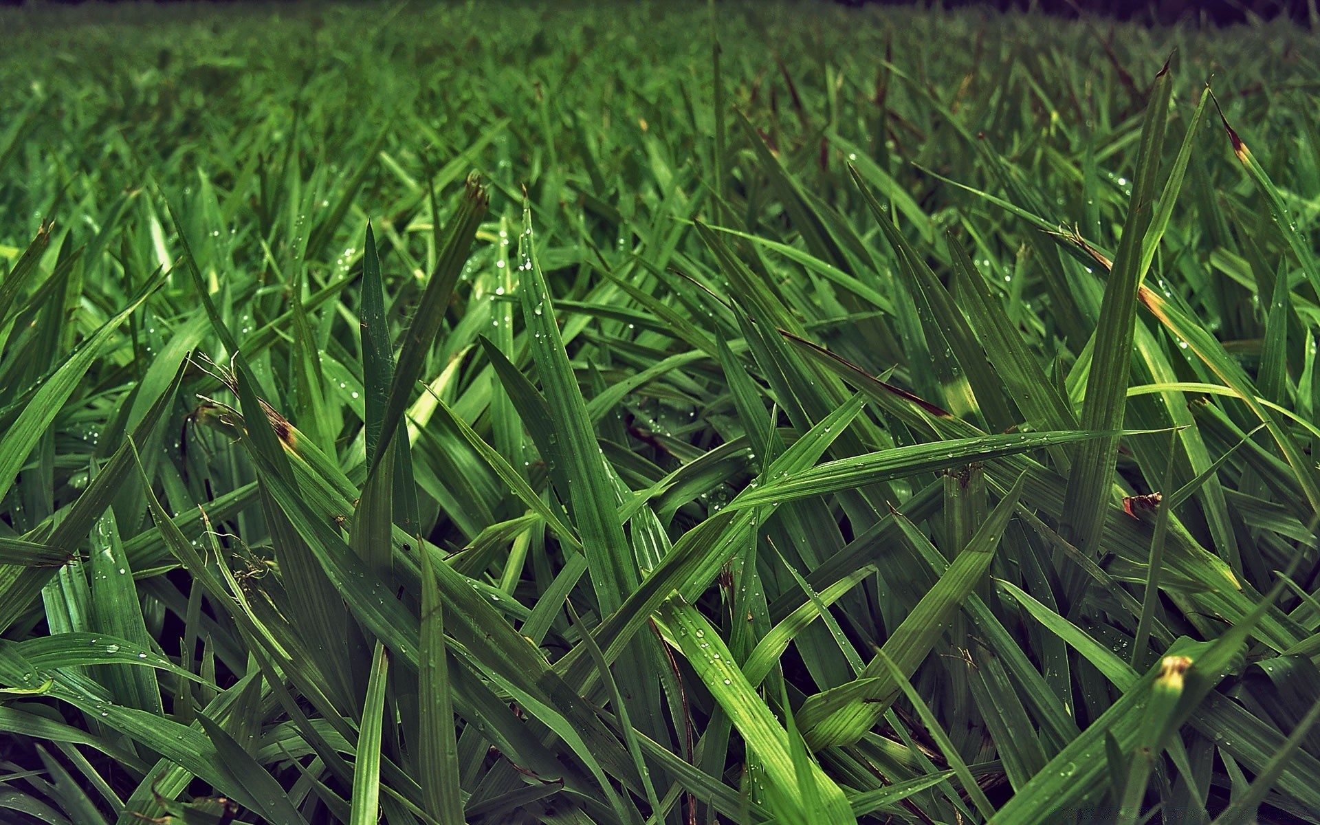 plantes herbe champ flore pelouse croissance jardin feuille lame foin ferme luxuriante agriculture environnement sol gazon bureau sol été nature cour