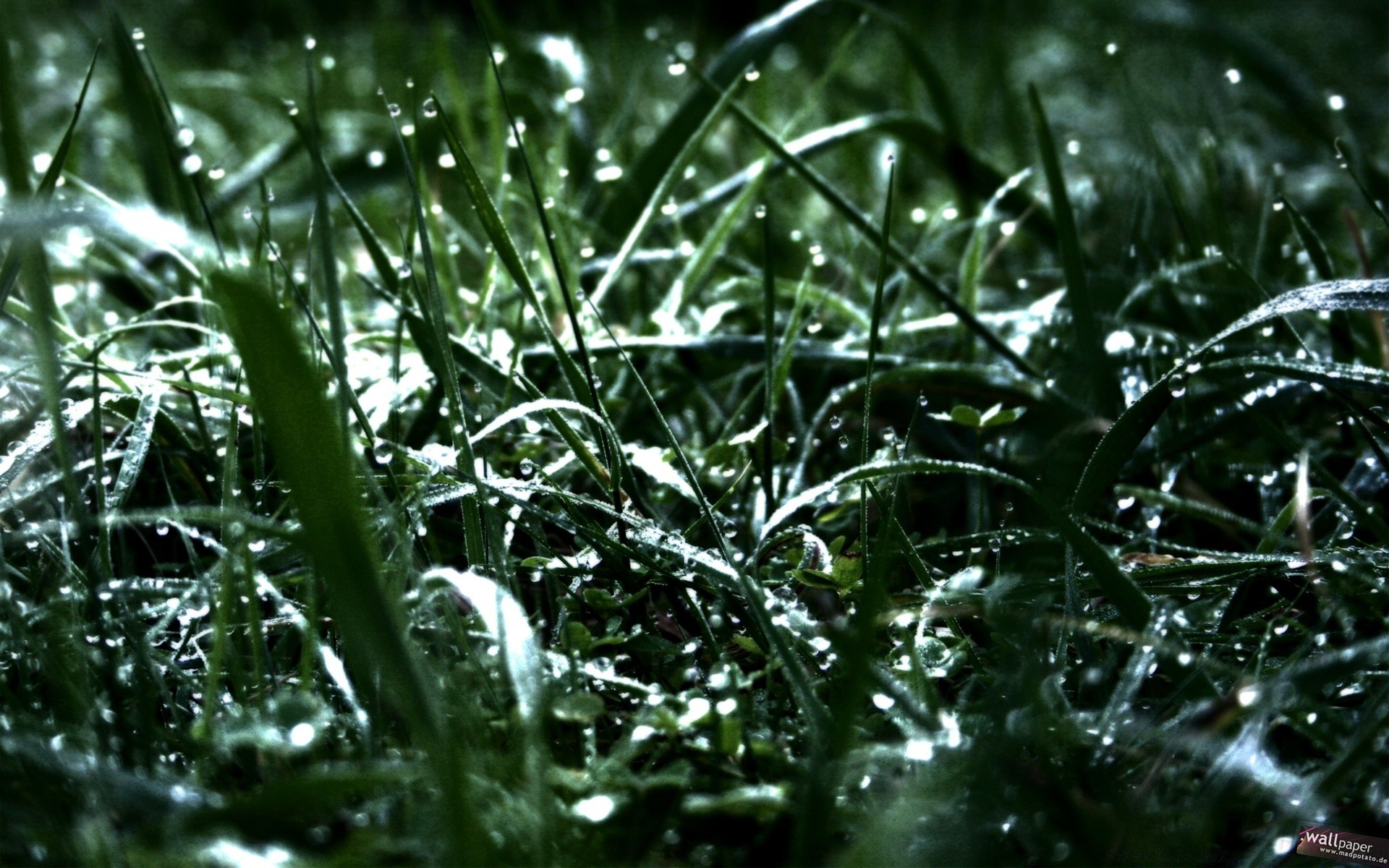 piante caduta pioggia rugiada foglia flora bagnato freschezza ambiente acqua natura gocce crescita pulizia desktop erba close-up giardino lussureggiante