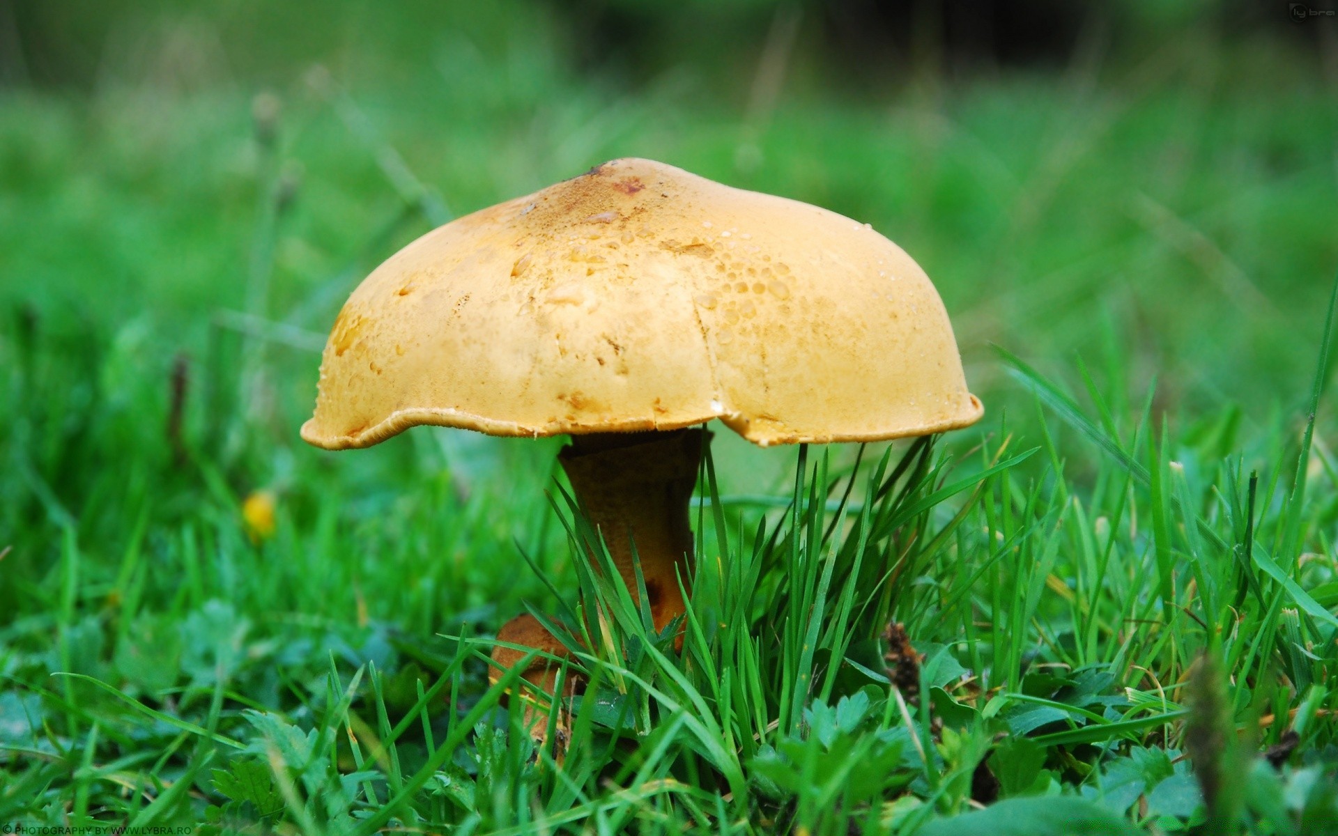 pflanzen pilz pilz gras natur herbst holz steinpilz fliegenpilze lebensmittel wild im freien saison flora essbar wachstum blatt sommer weide