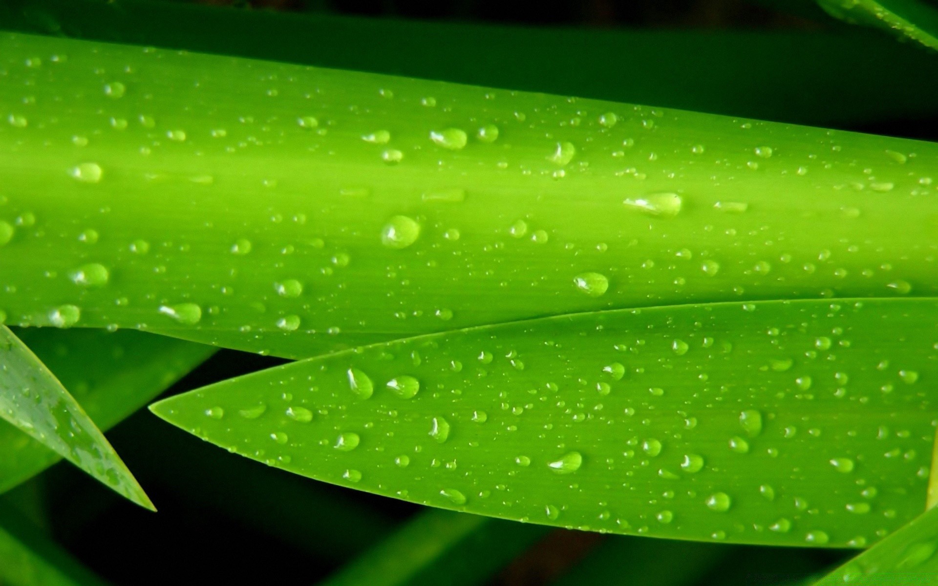 droplets and water leaf flora growth dew rain drop nature freshness bright wet