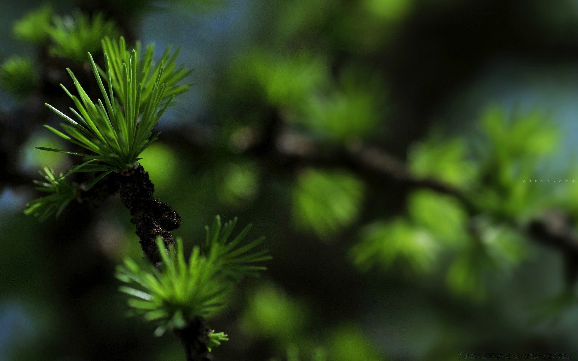 plants leaf nature growth flora tree branch evergreen sprout outdoors environment garden conifer needle lush close-up summer little wood botanical