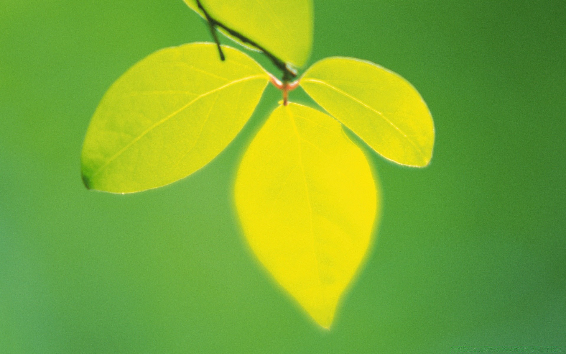 piante foglia natura crescita flora luminoso estate pulizia ecologia giardino