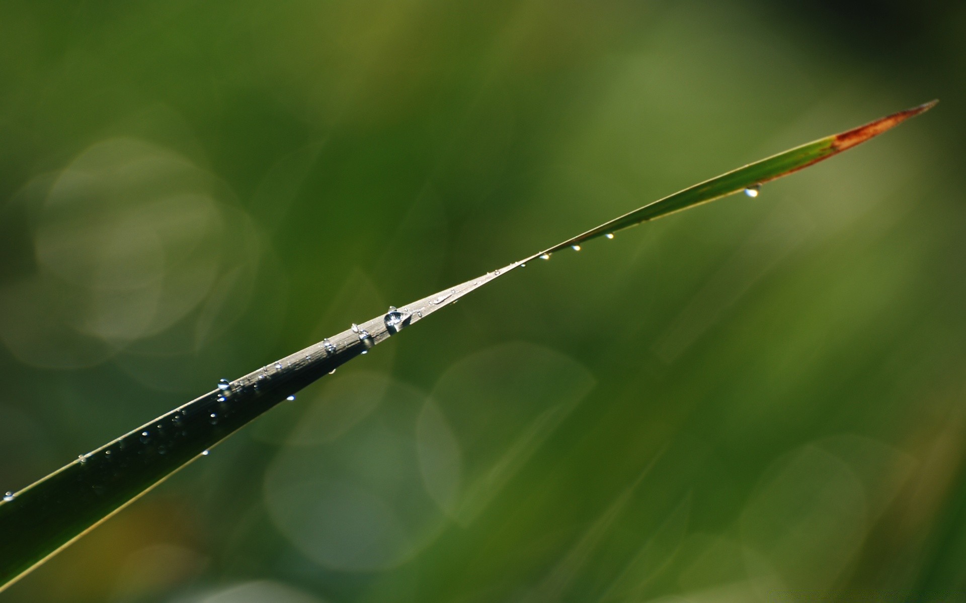 pflanzen tropfen blatt regen natur tau flora umwelt farbe wachstum dämmerung sommer schließen desktop