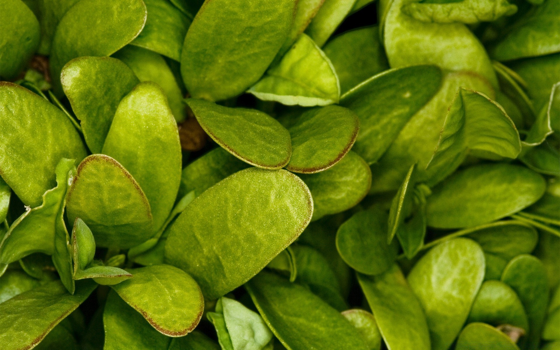 plantes feuille flore alimentaire nature croissance légume santé en bonne santé gros plan bureau herbes ingrédients fraîcheur