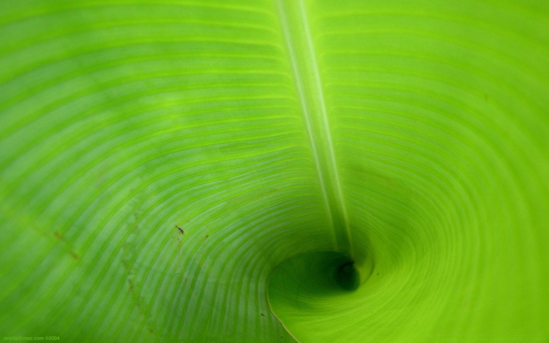 plantas hoja flora jardín escritorio naturaleza resumen color textura caída brillante crecimiento lluvia medio ambiente