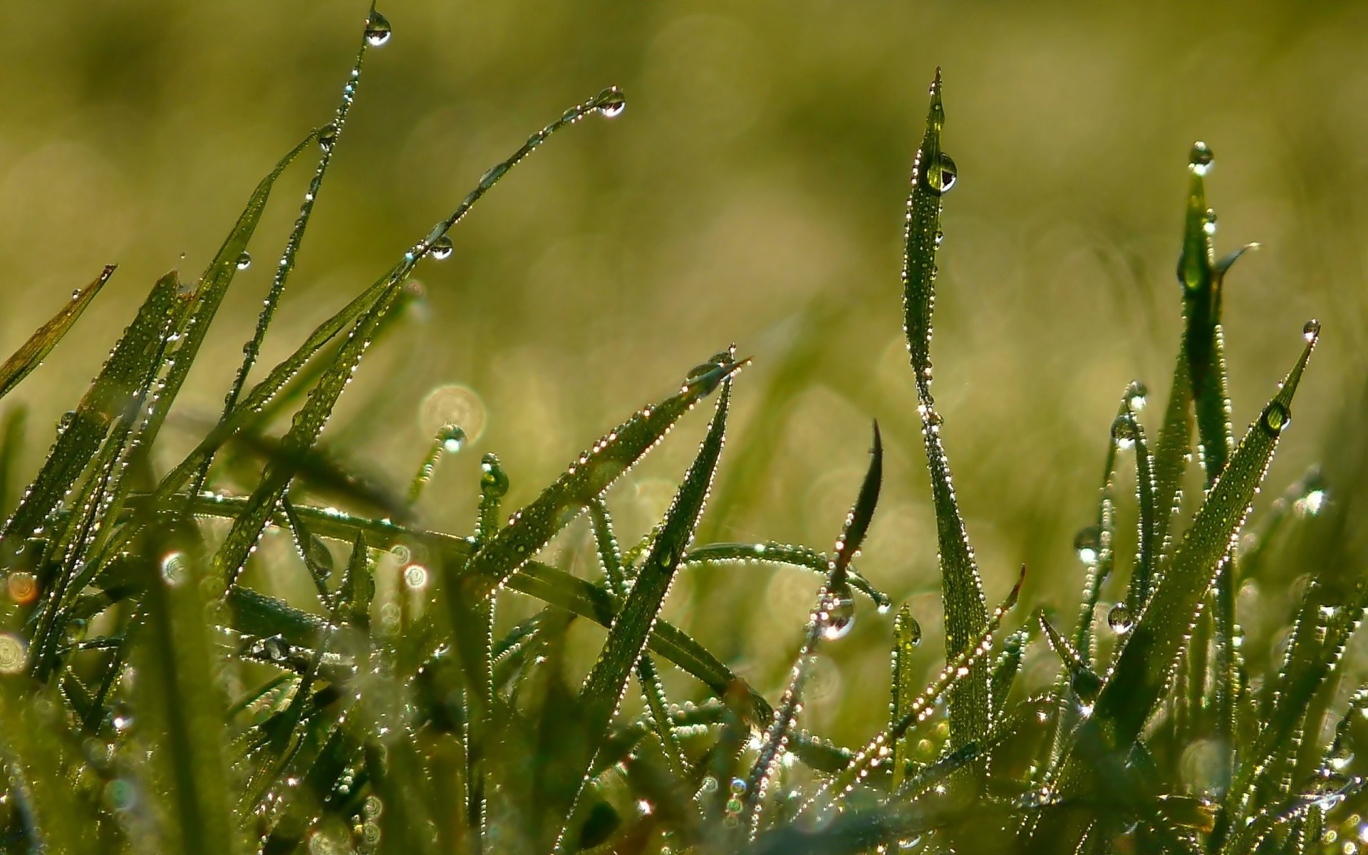 plants dew drop rain dawn nature grass leaf growth raindrop wet flora purity summer water spider dewy outdoors garden sun