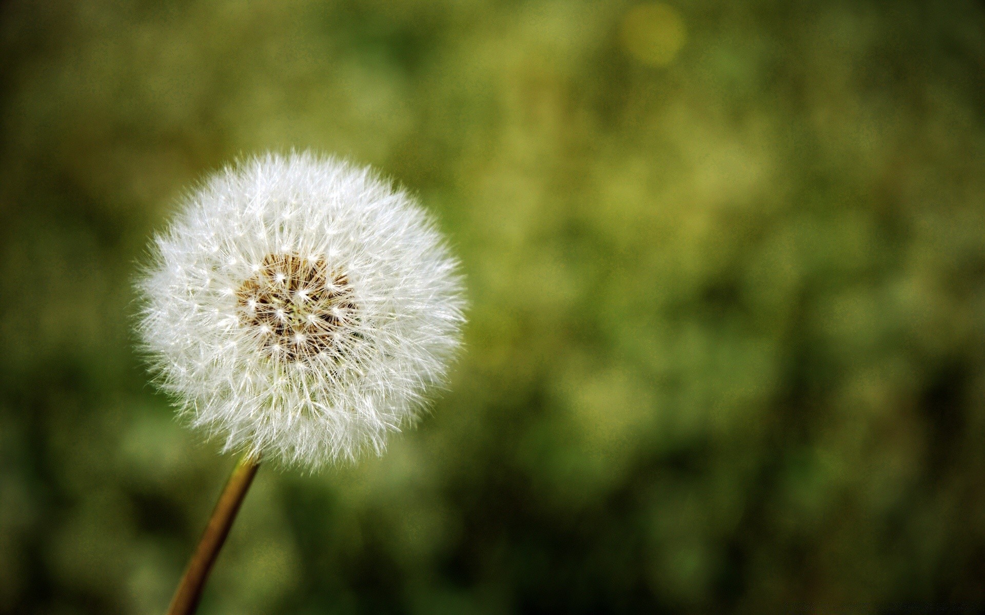 pflanzen löwenzahn natur blume sommer flora wachstum im freien gras samen heuhaufen flaumig sanft schließen hell farbe