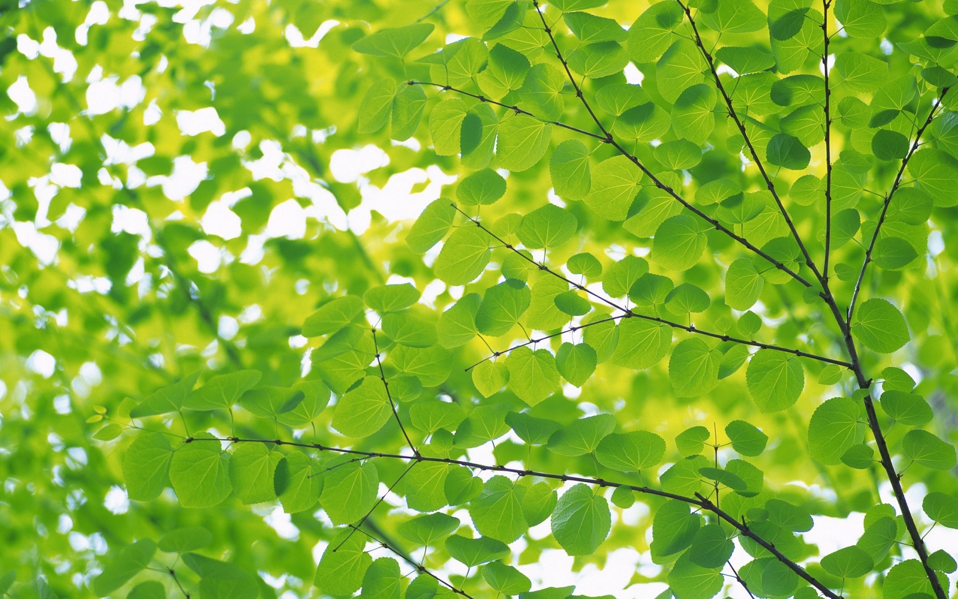 rośliny liść flora wzrost natura bujne środowisko ogród jasne drzewo lato świeżość jasne oddział pulpit kolor ekologia dobra pogoda środowisko