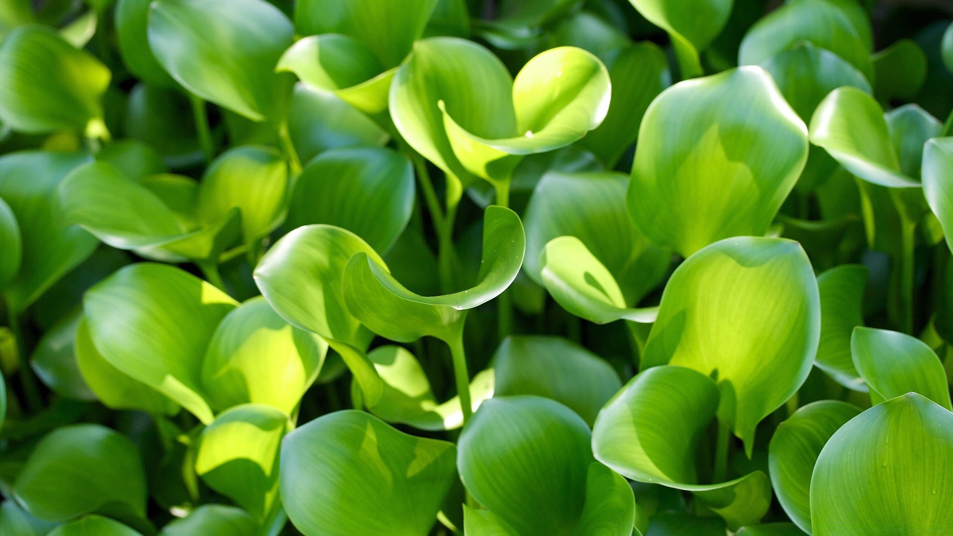 plantas folha flora natureza jardim brilhante verão close - up botânico floral crescimento desktop flor cor