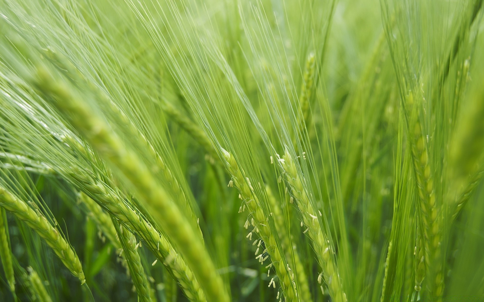 plantes croissance blé céréales pâturage rural herbe été nature flore feuille champ luxuriante agriculture ferme soleil beau temps terres agricoles environnement paille