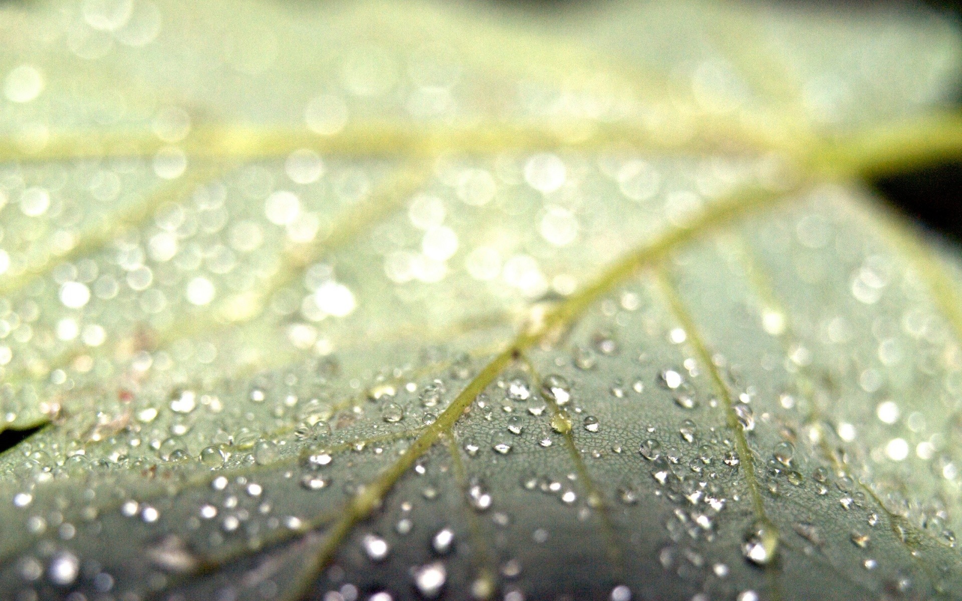 droplets and water dew rain drop droplet wet water raindrop flora leaf waterdrop purity liquid growth environment garden nature dewy clean