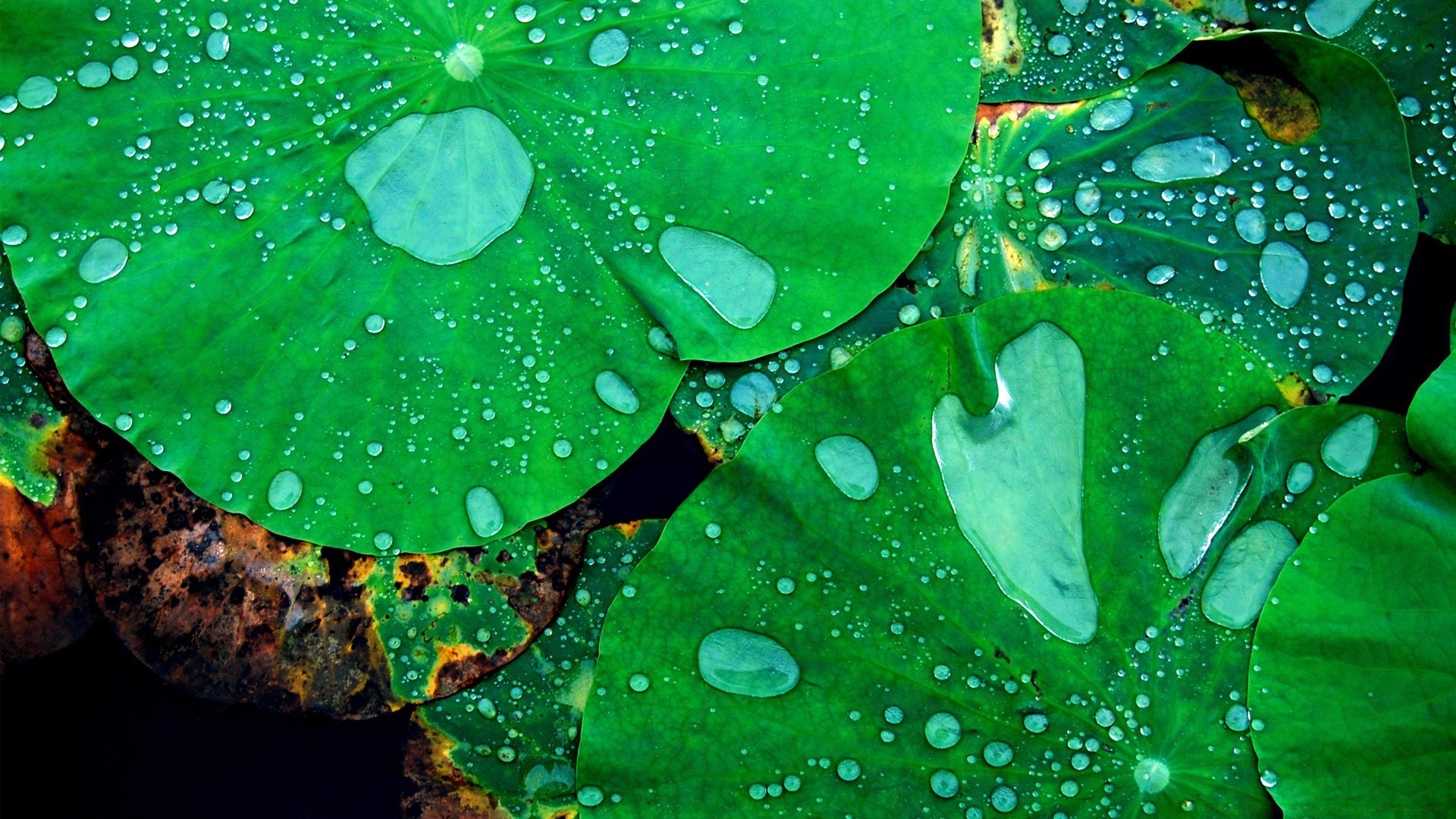 gotas e água folha flora gota chuva orvalho natureza jardim molhado desktop cor água flor resumo meio bela gotas textura floral verão