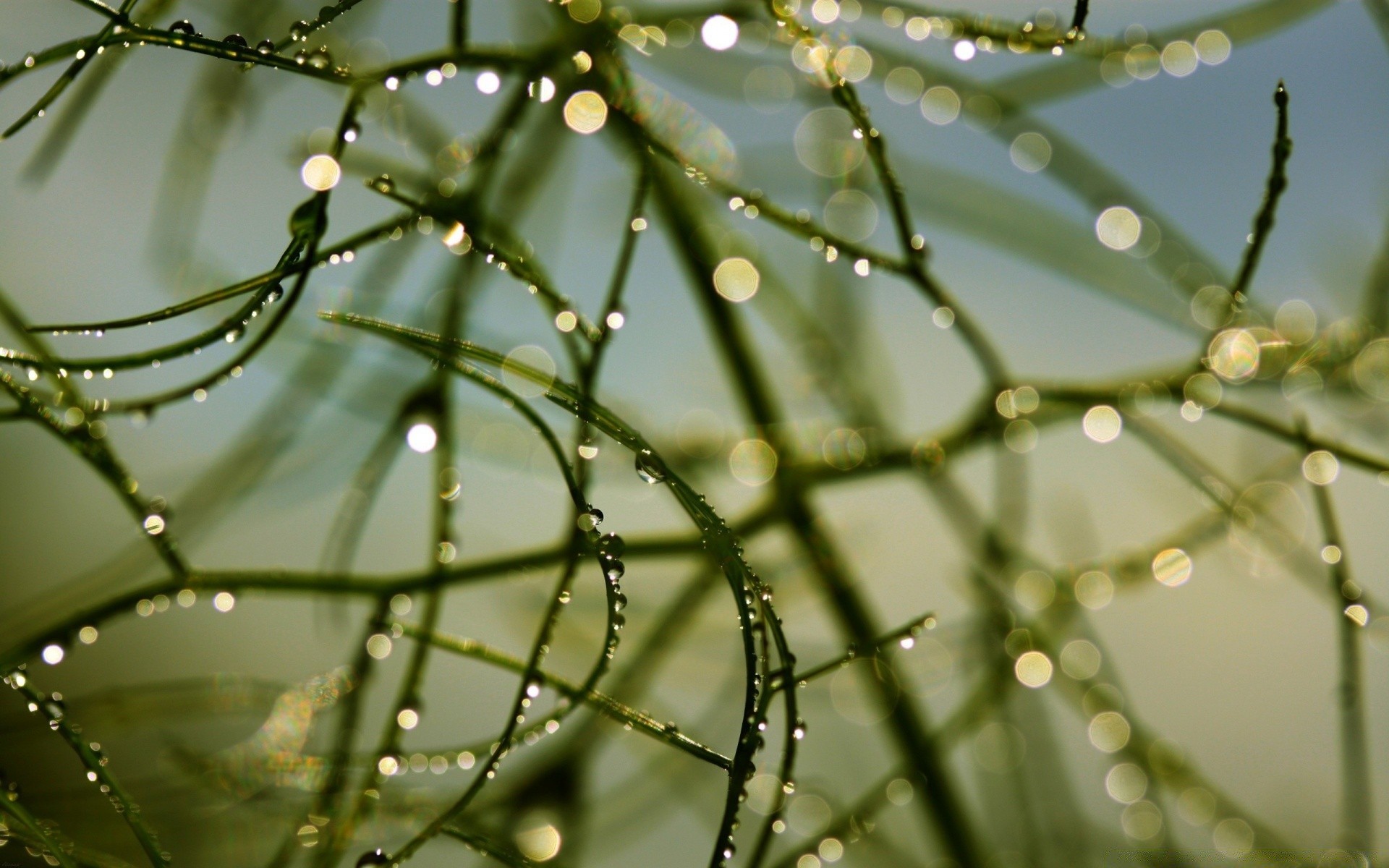 droplets and water dew rain drop nature abstract flora spider water color garden light leaf droplet dof wet desktop