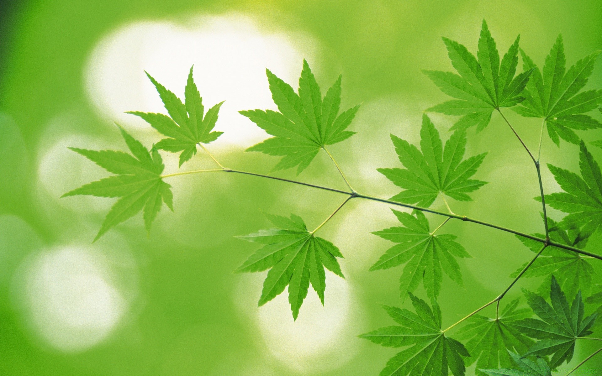 pflanzen blatt natur flora wachstum üppig sommer umwelt im freien hell frische ökologie garten schließen desktop baum