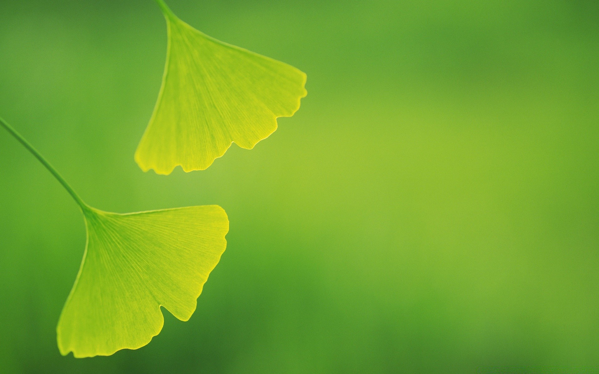 plantes feuille flore nature croissance jardin couleur été lumineux environnement écologie