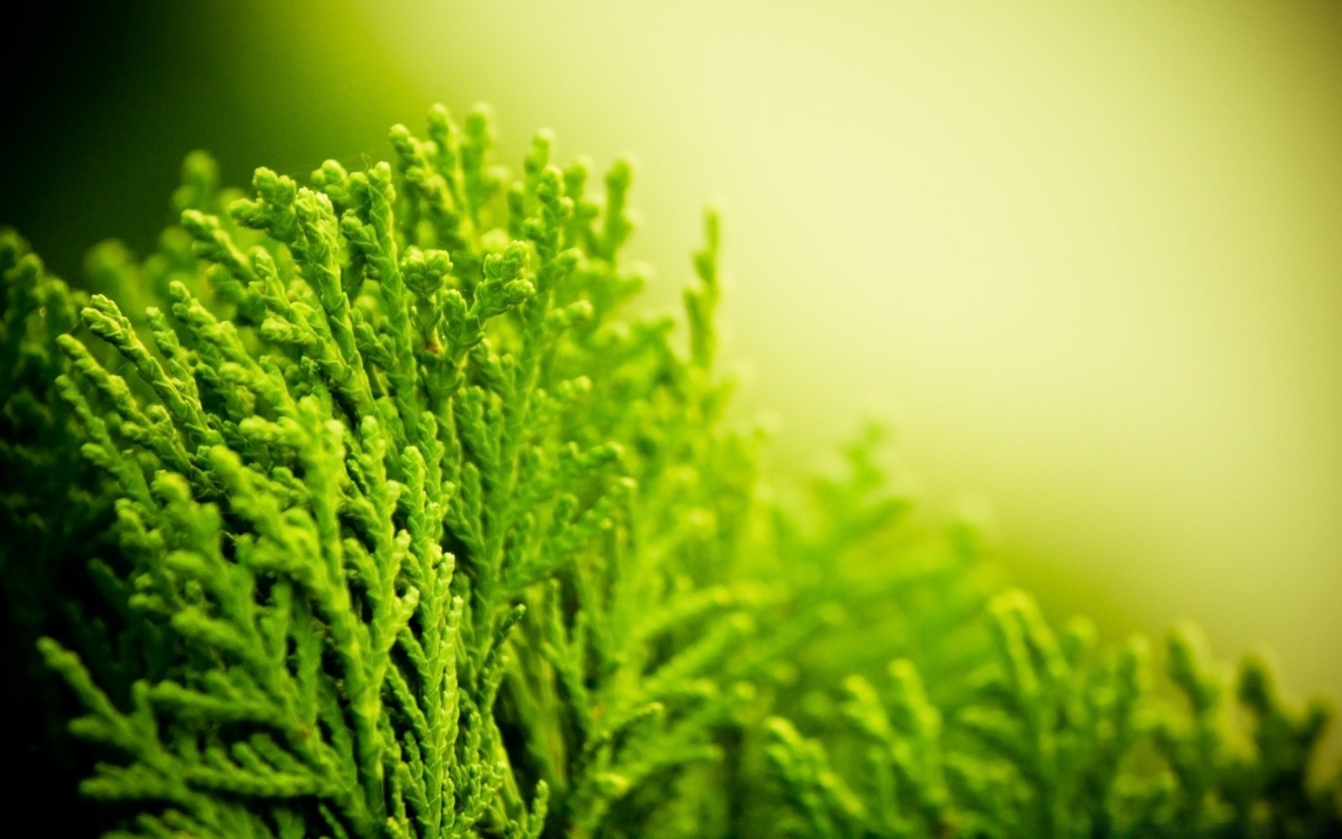 plantas hoja naturaleza flora crecimiento hierba verano árbol desenfoque al aire libre exuberante madera medio ambiente ecología jardín