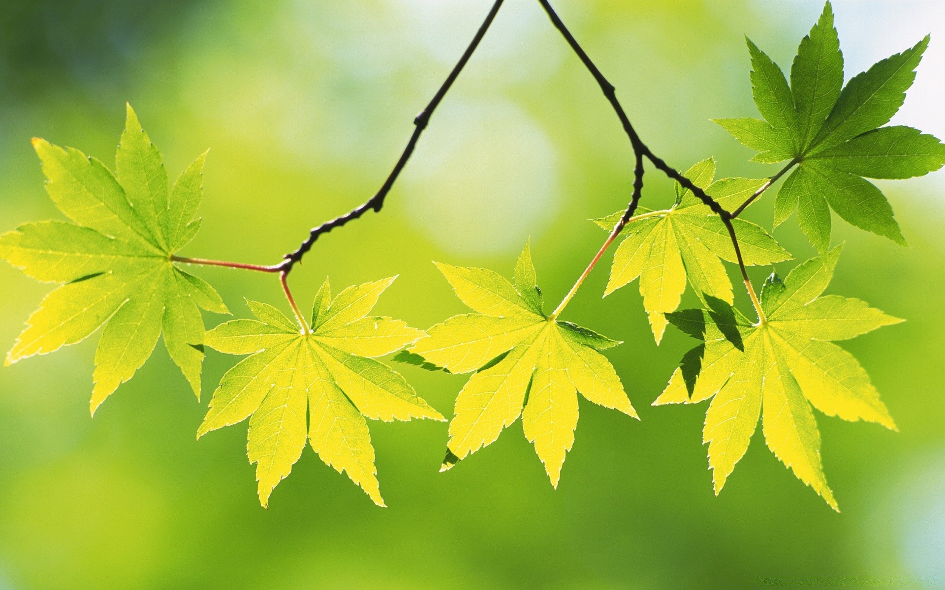 plantes feuille nature croissance luxuriante flore à l extérieur lumineux été automne beau temps pluie soleil environnement écologie