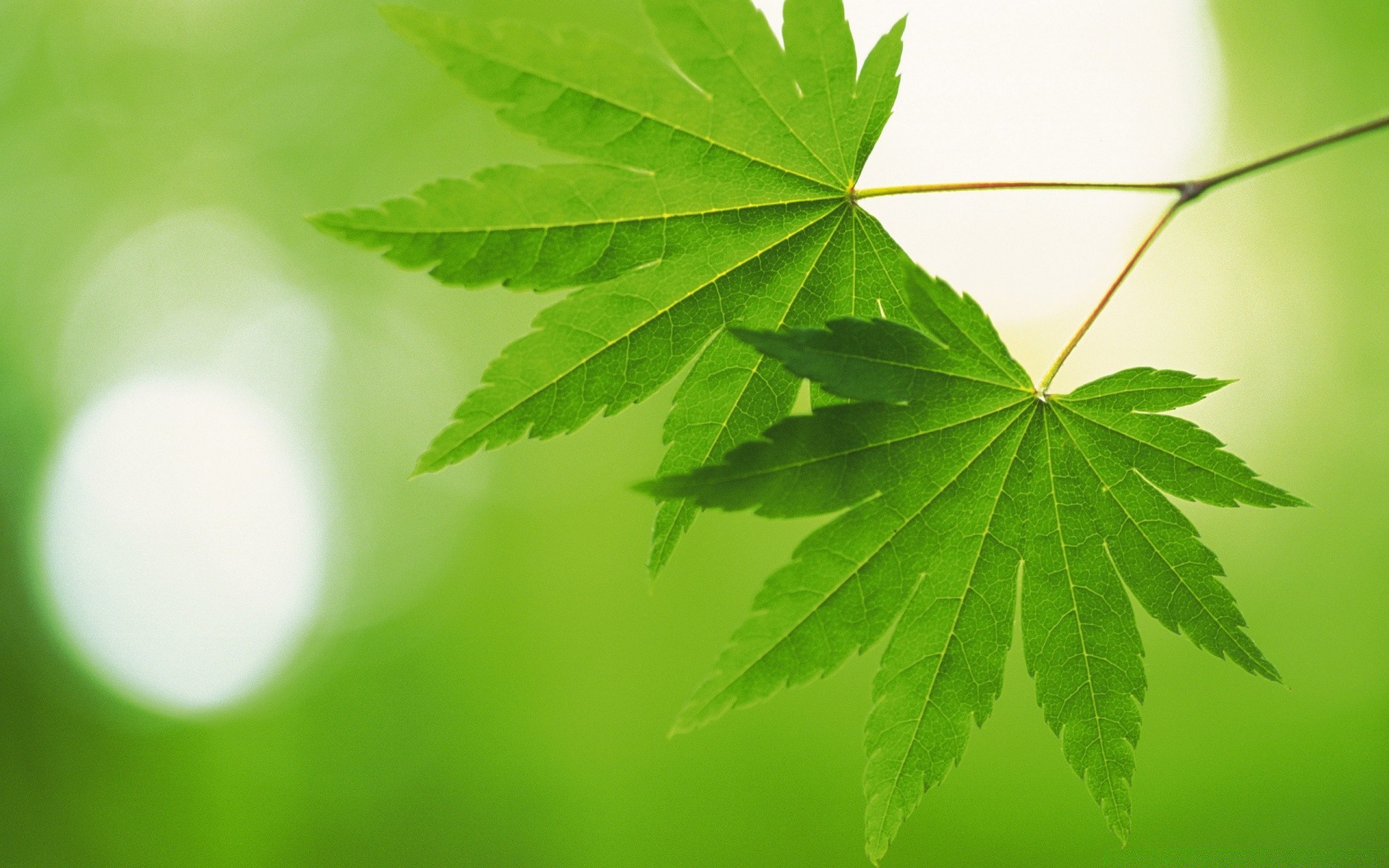 植物 叶 植物群 自然 郁郁葱葱 环境 桌面 明亮 生态 生长 夏天 颜色 花园 树 特写 户外 光