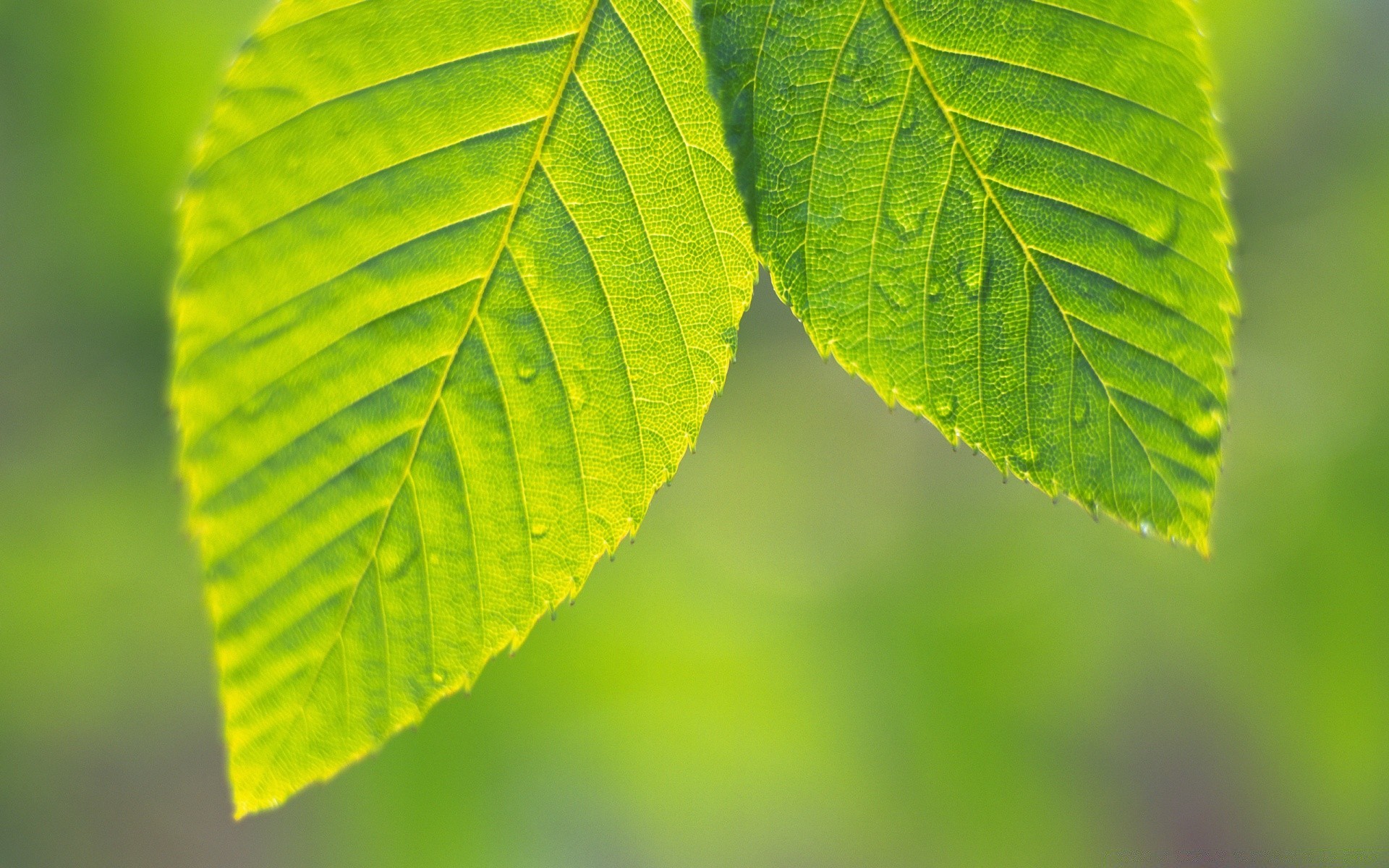 bitkiler yaprak doğa büyüme flora yaz parlak yemyeşil ekoloji güzel hava yağmur ortamlar çiy saflık güneş açık havada